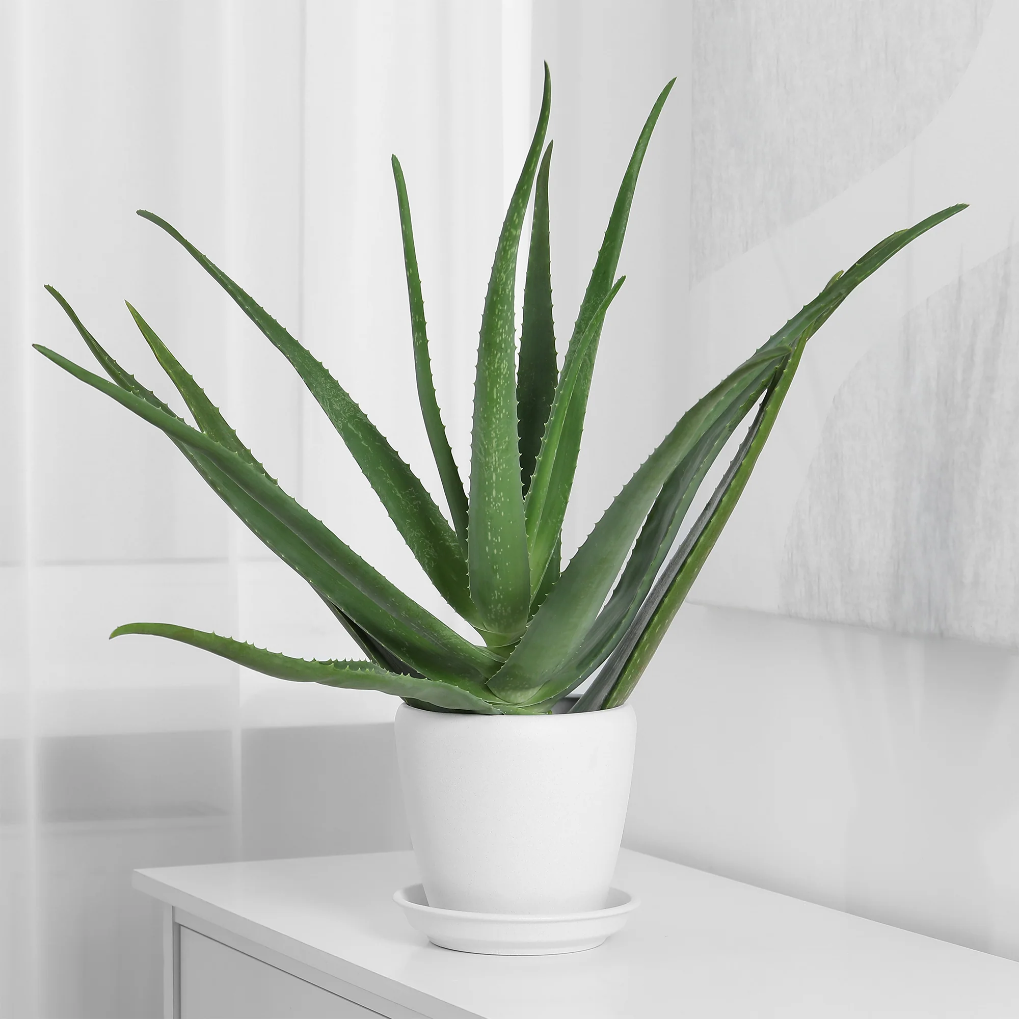 Aloe vera - Image 3