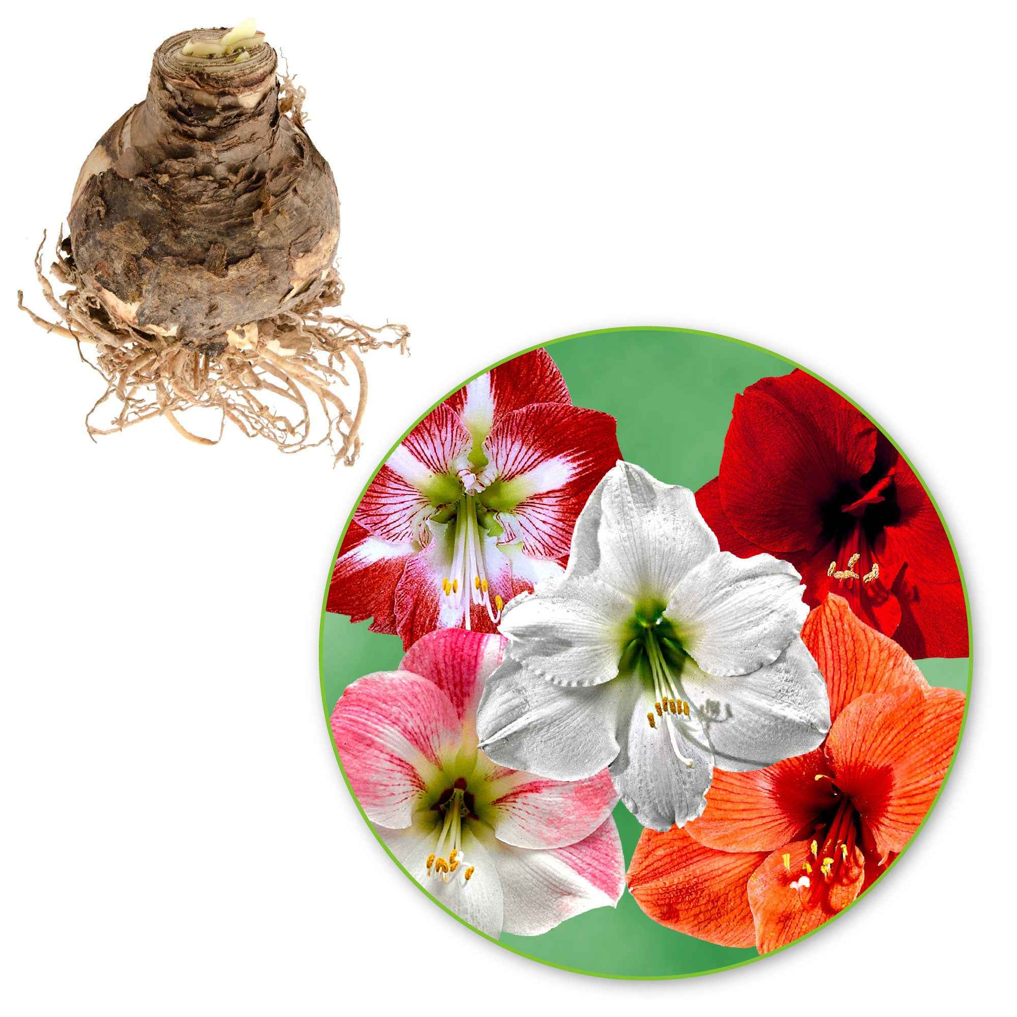 3 Amaryllis en mélange - Image 2