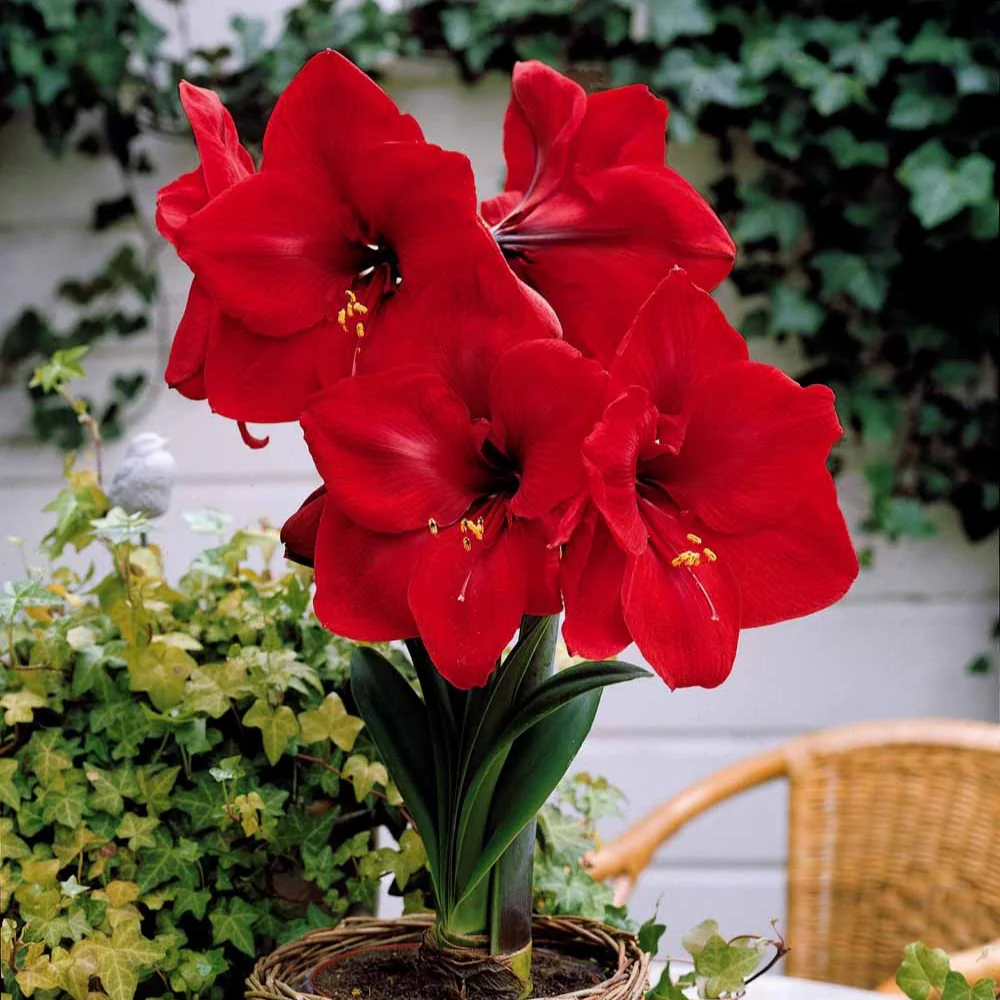 Amaryllis naine Valencia