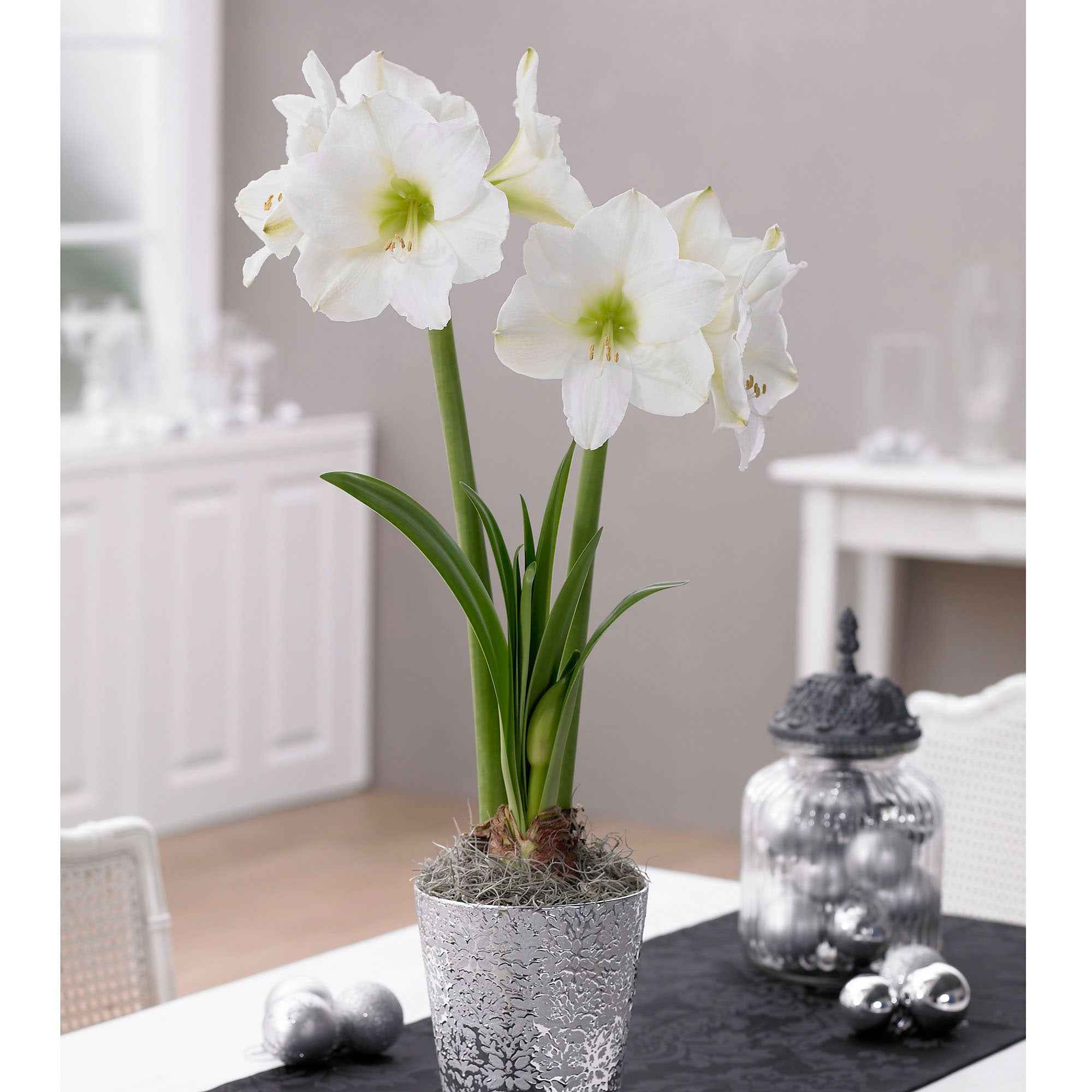 Amaryllis 'White Christmas'