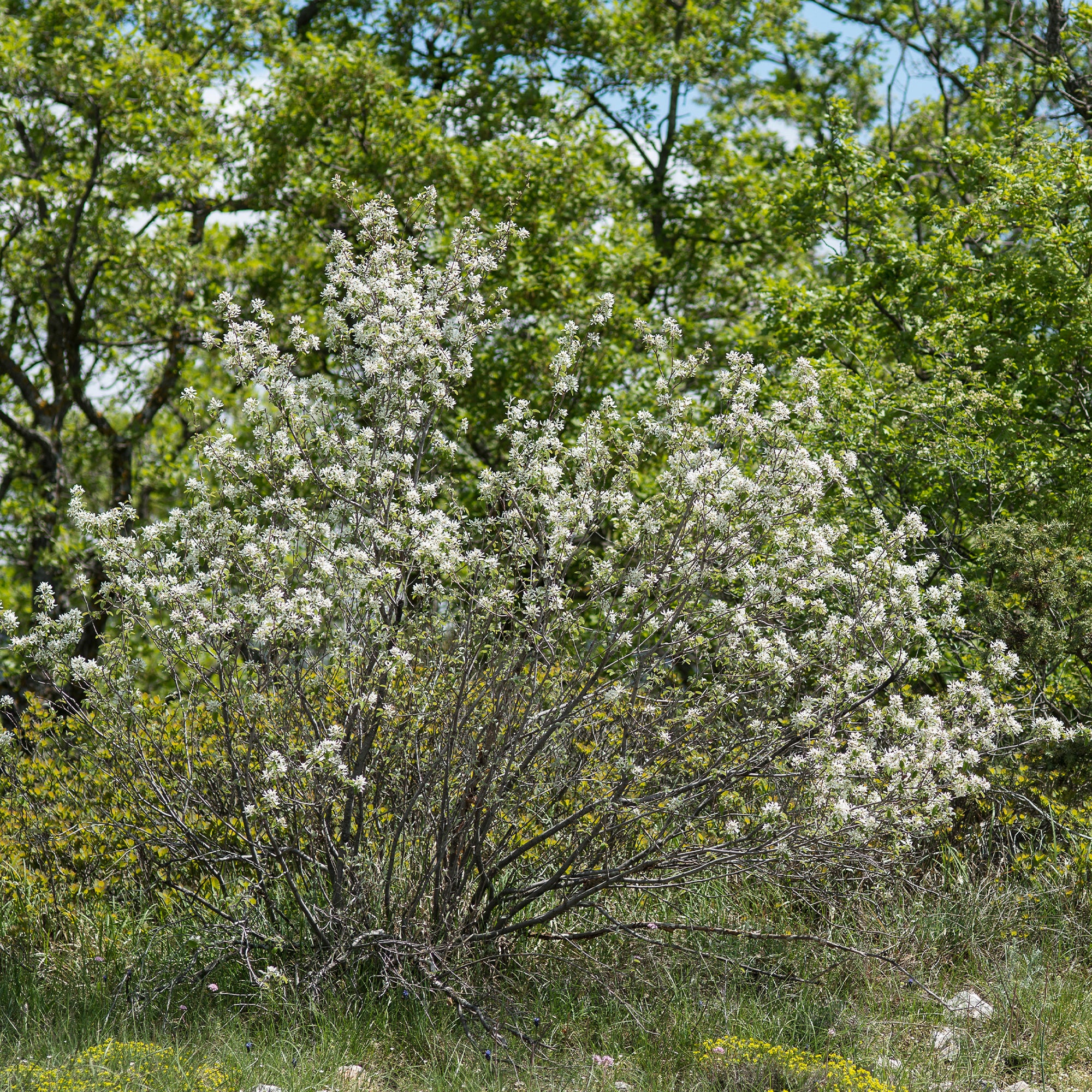 Amélanchier des Bois - Image 3