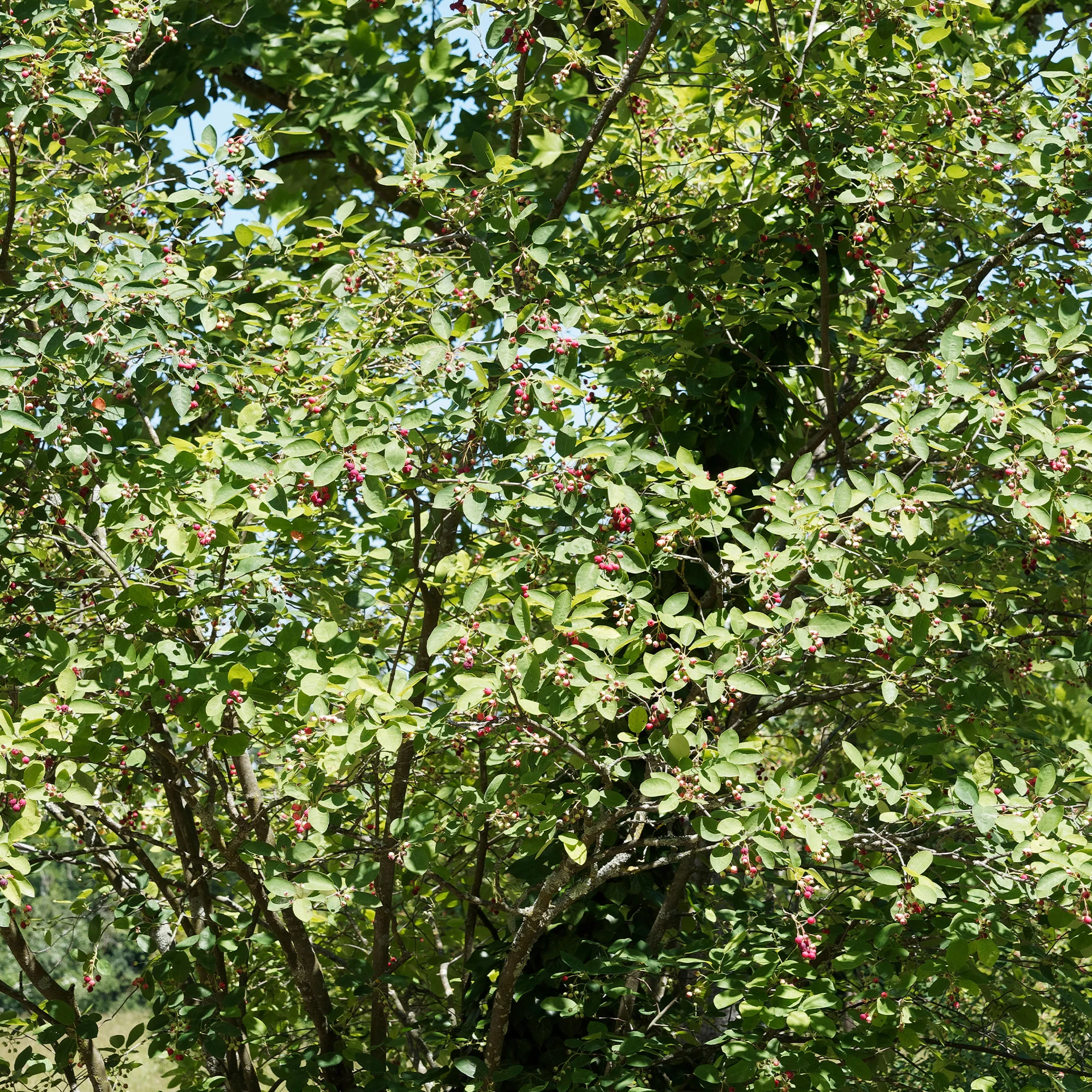 Amélanchier des Bois - Image 4