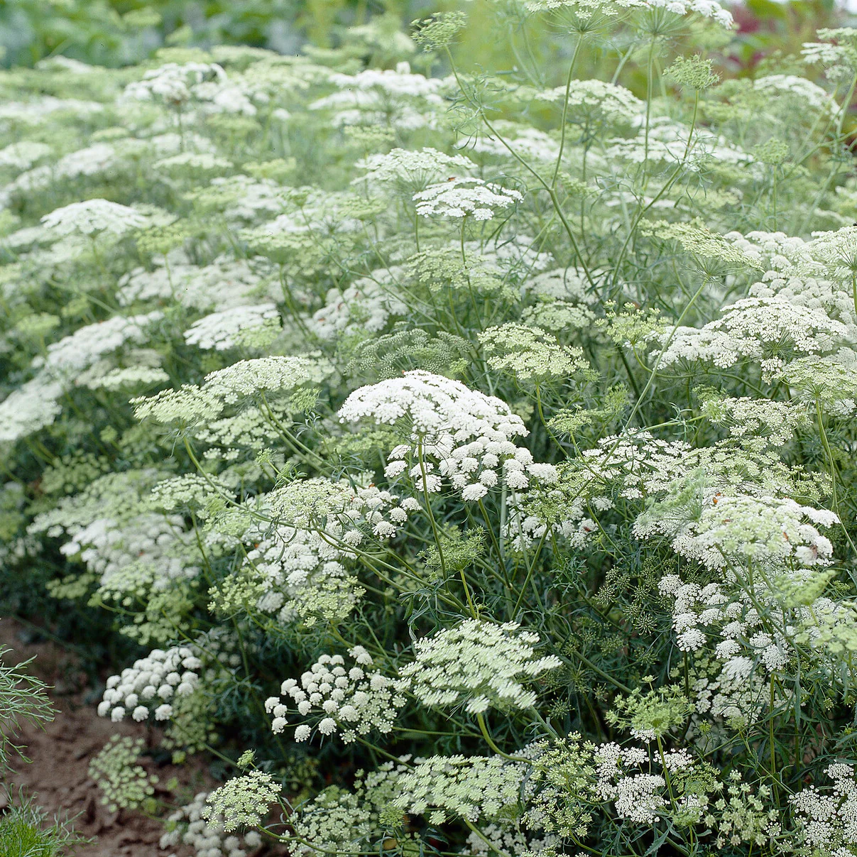 Ammi élevé