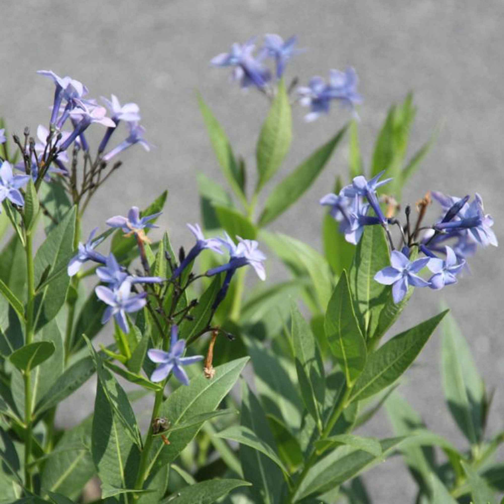 Amsonie 'Blue Ice'