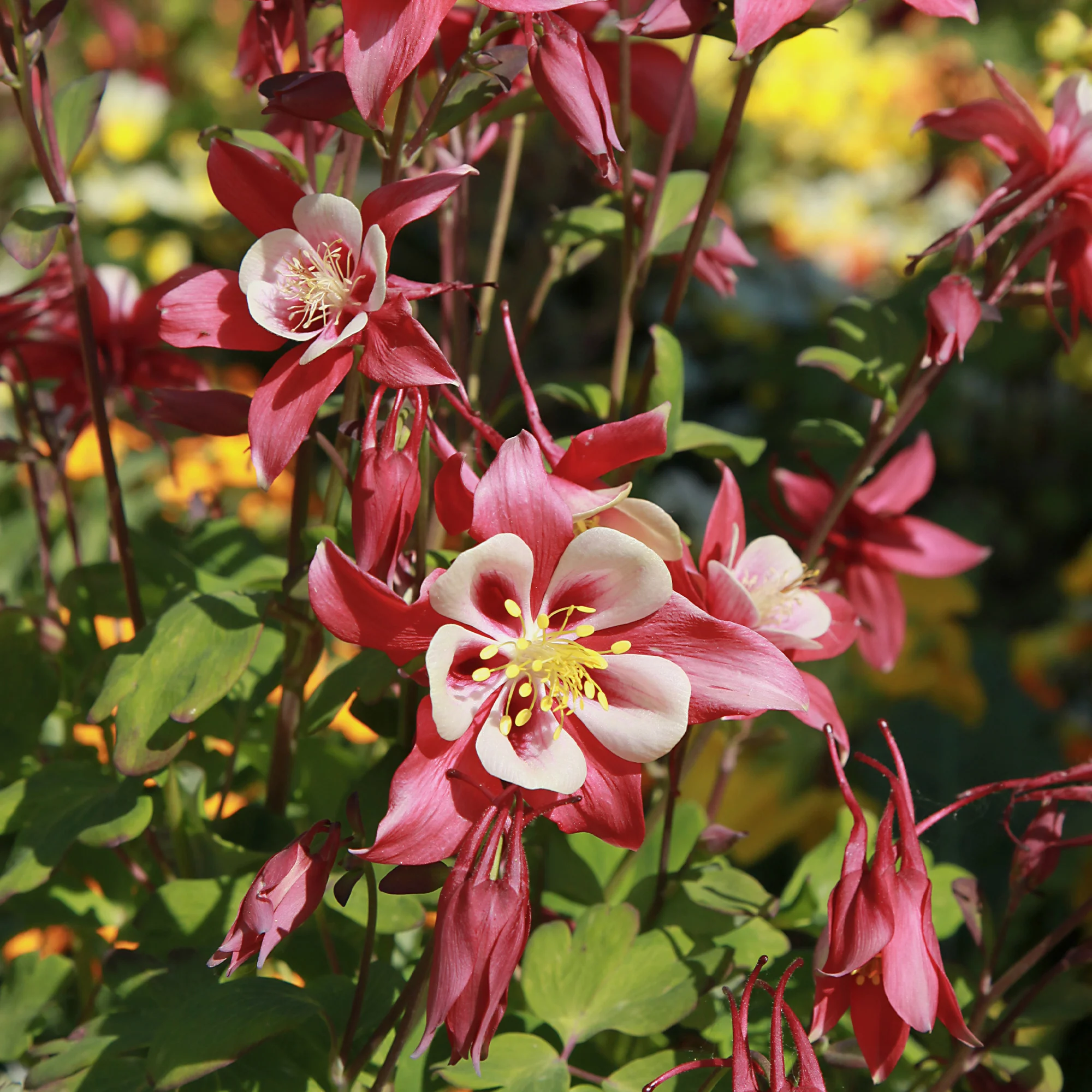 Ancolie Crimson Star