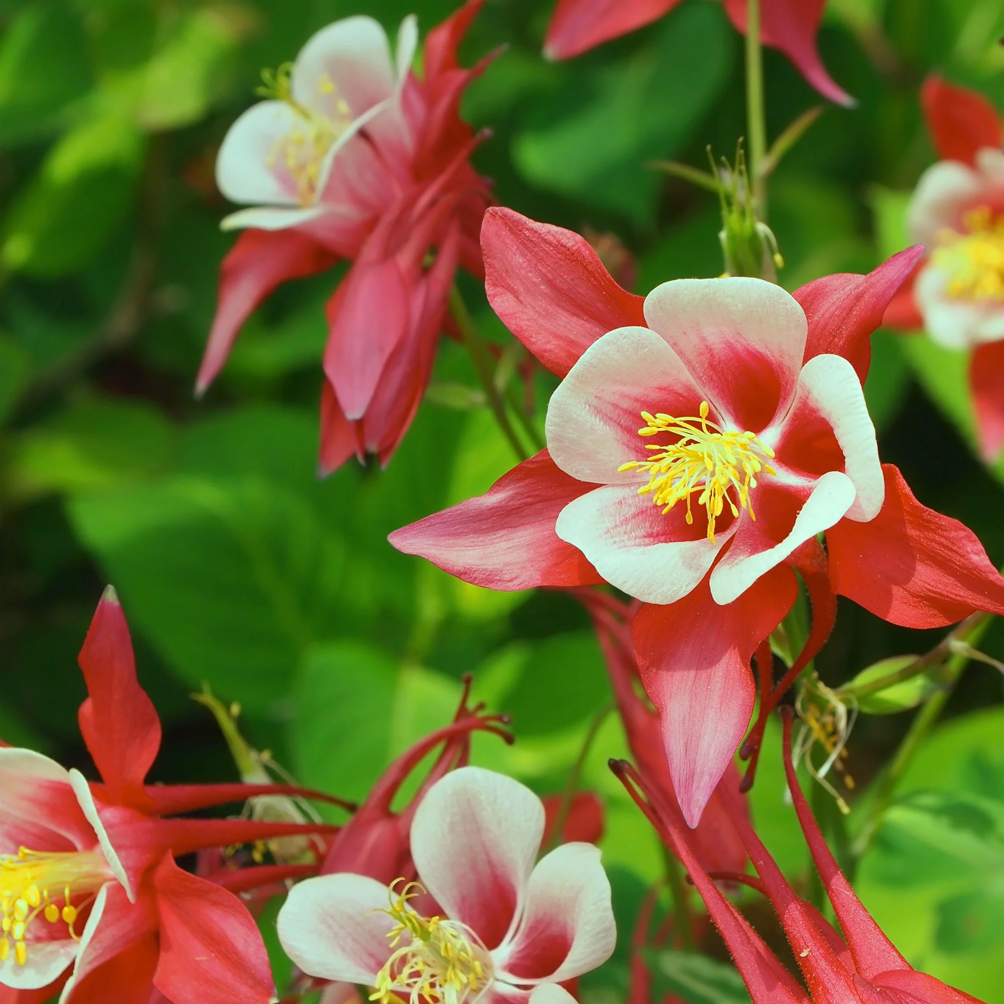 Ancolie Crimson Star - Image 2