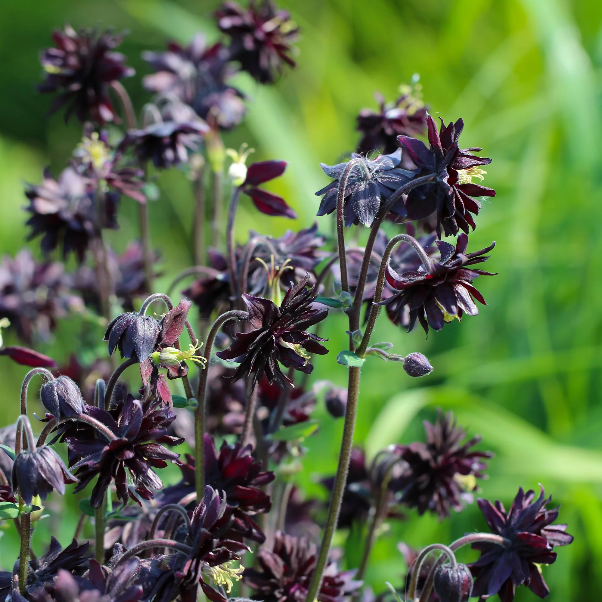 Ancolie des jardins 'Black Barlow' - Image 5