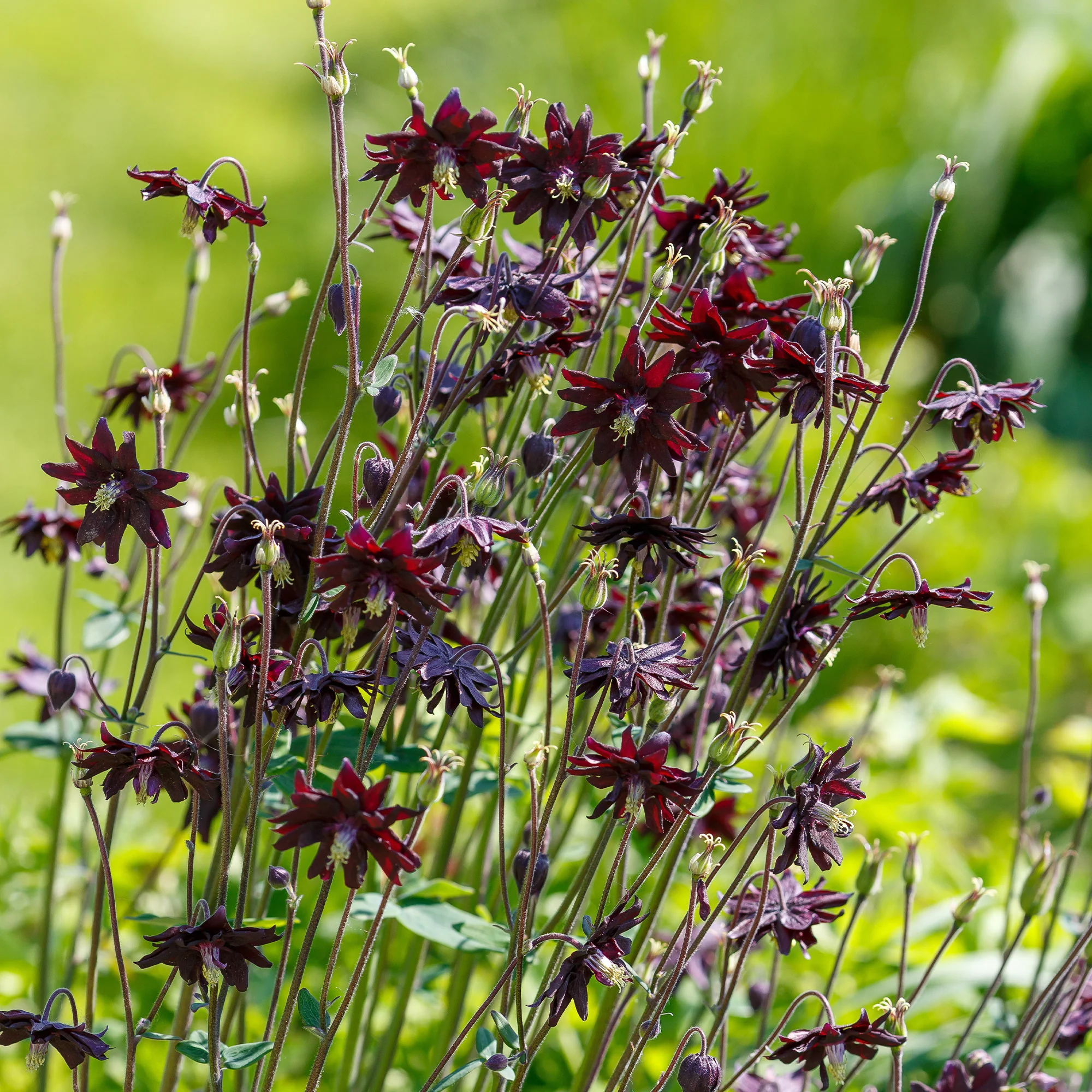 Ancolie des jardins 'Black Barlow' - Image 6