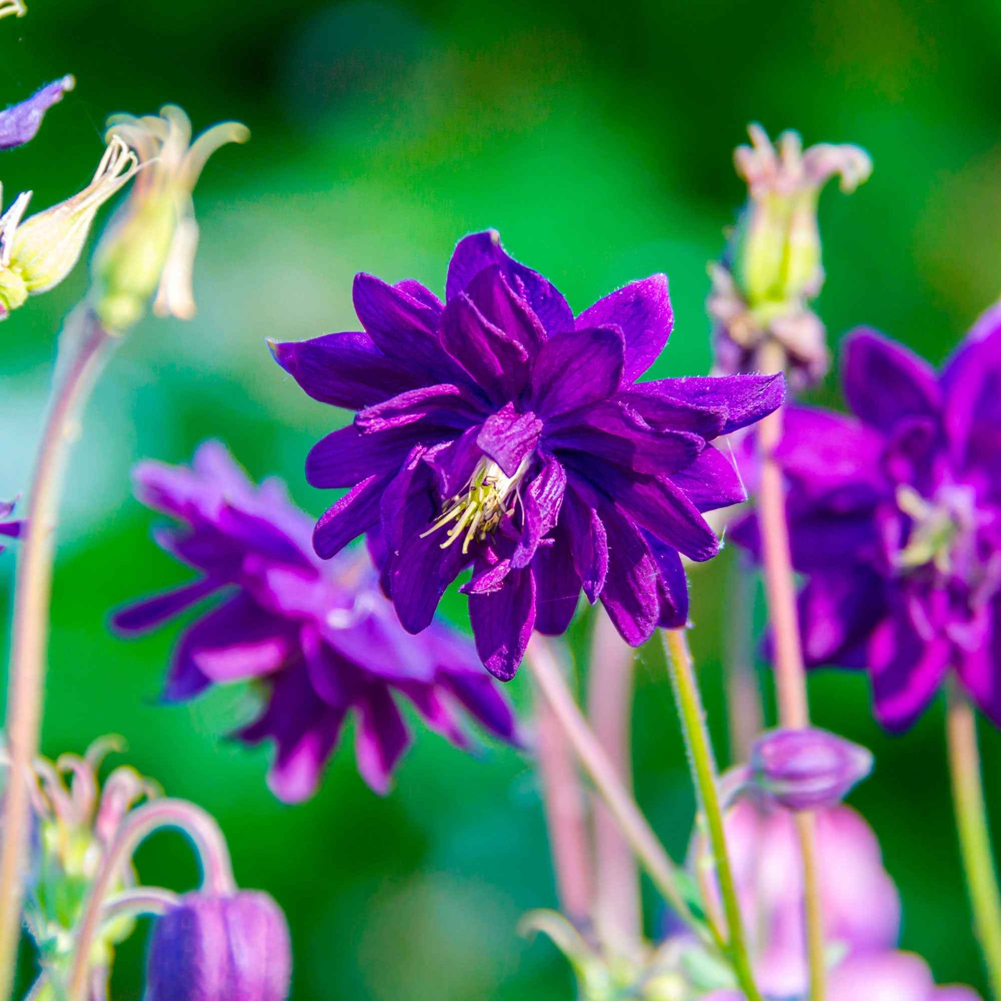 Ancolie Hybride 'Blue Barlow' - Image 3