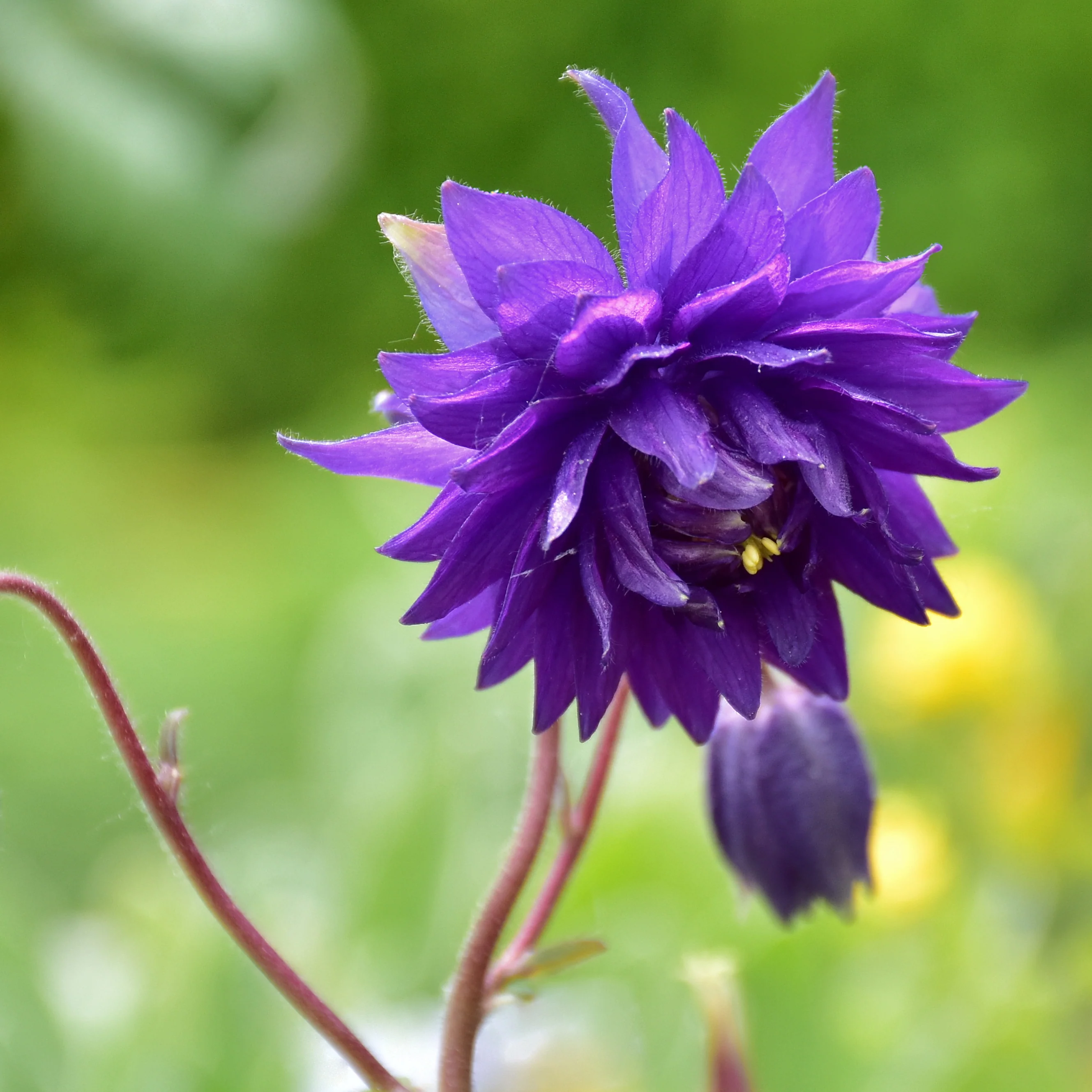 Ancolie Hybride 'Blue Barlow' - Image 4