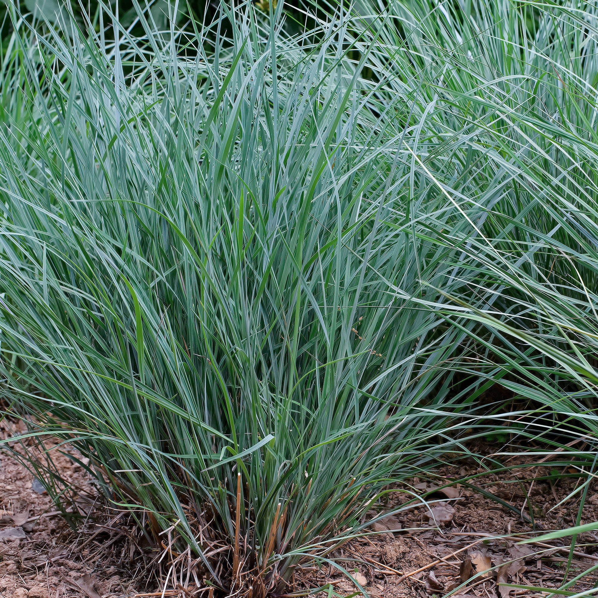 Andropogon Prairie Blues