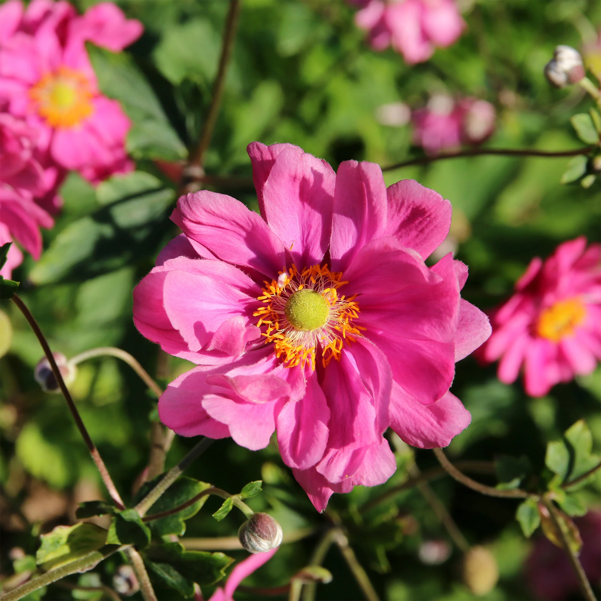 Anémone du Japon Margarete