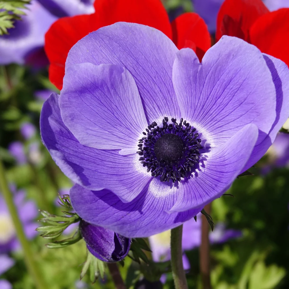 Anémones coronaria bleues - Image 2