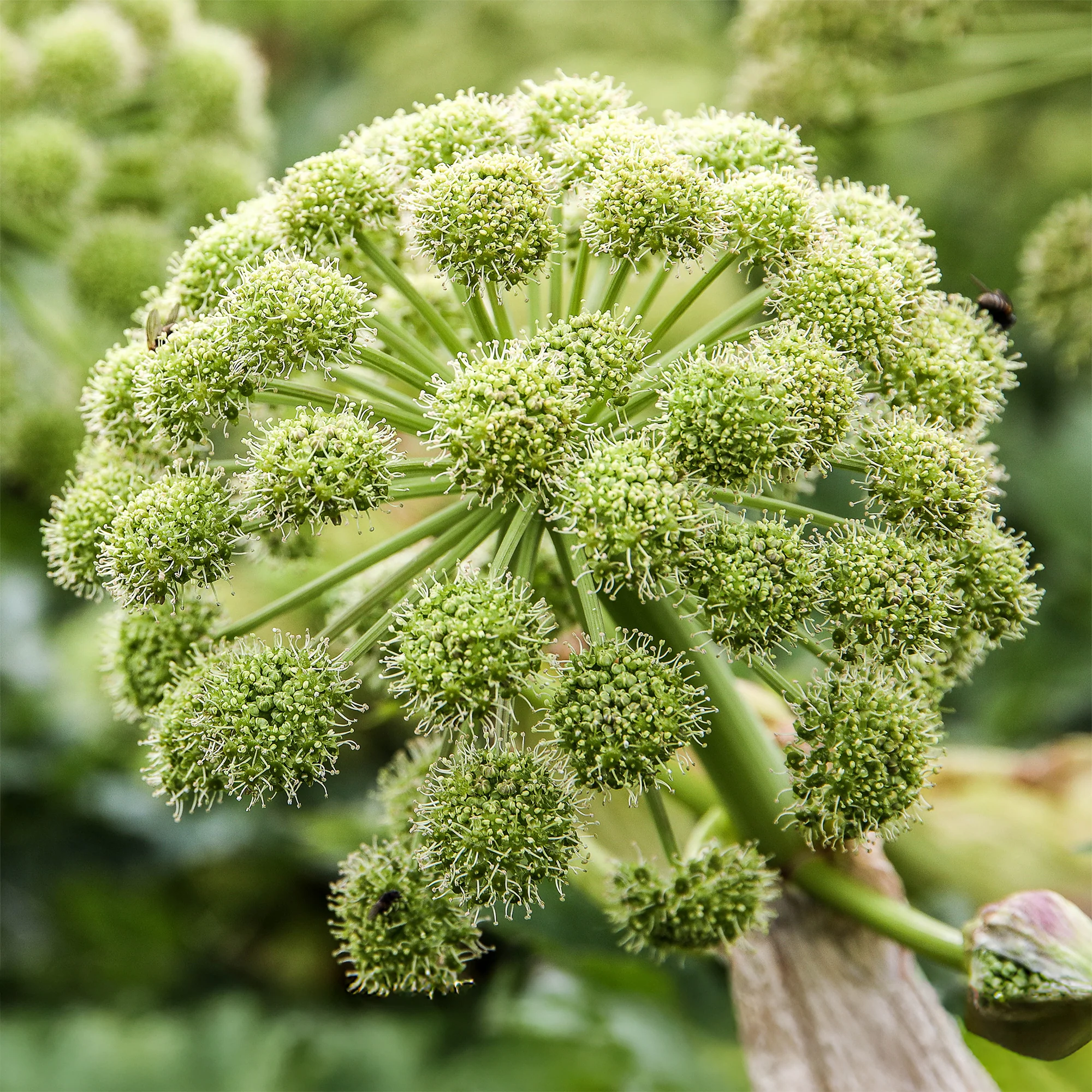 Angélique officinale - Image 3