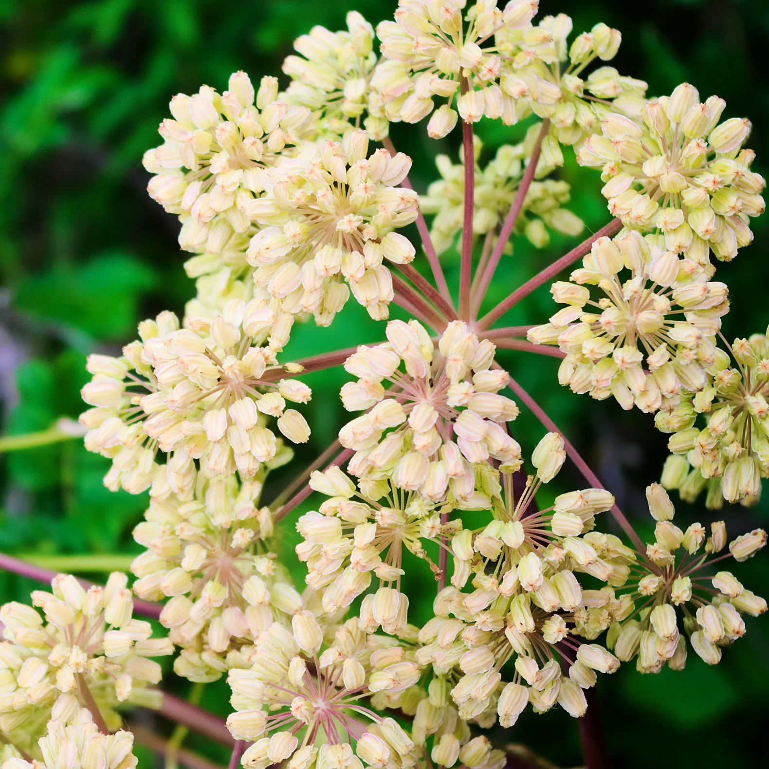 Angélique officinale - Image 4