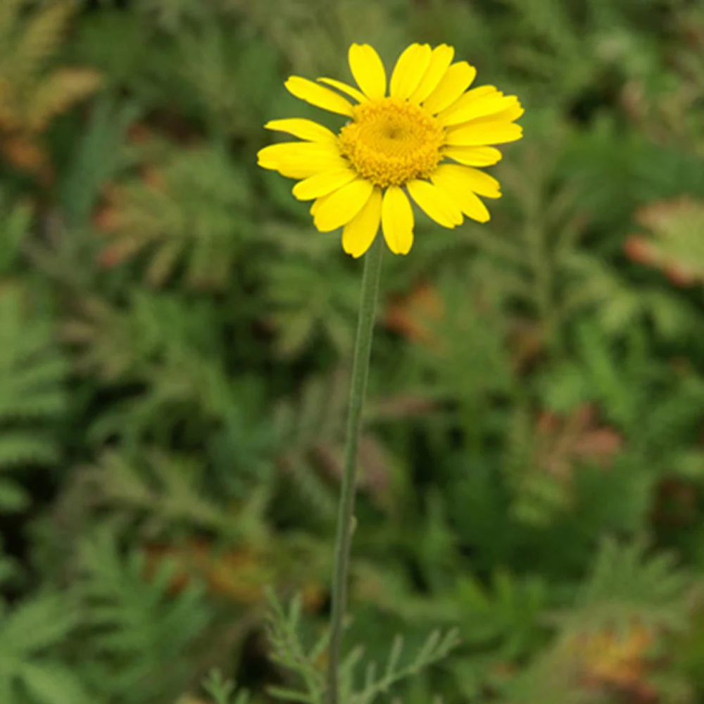 Anthemis tinctoria Kelwayi - Image 3