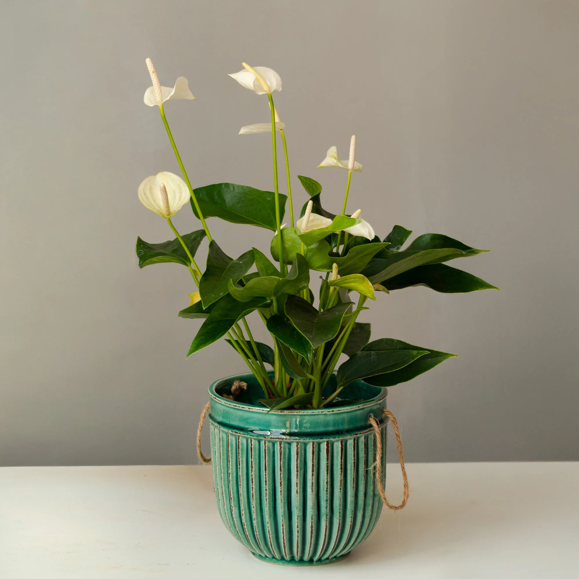 Anthurium blanc - Image 3