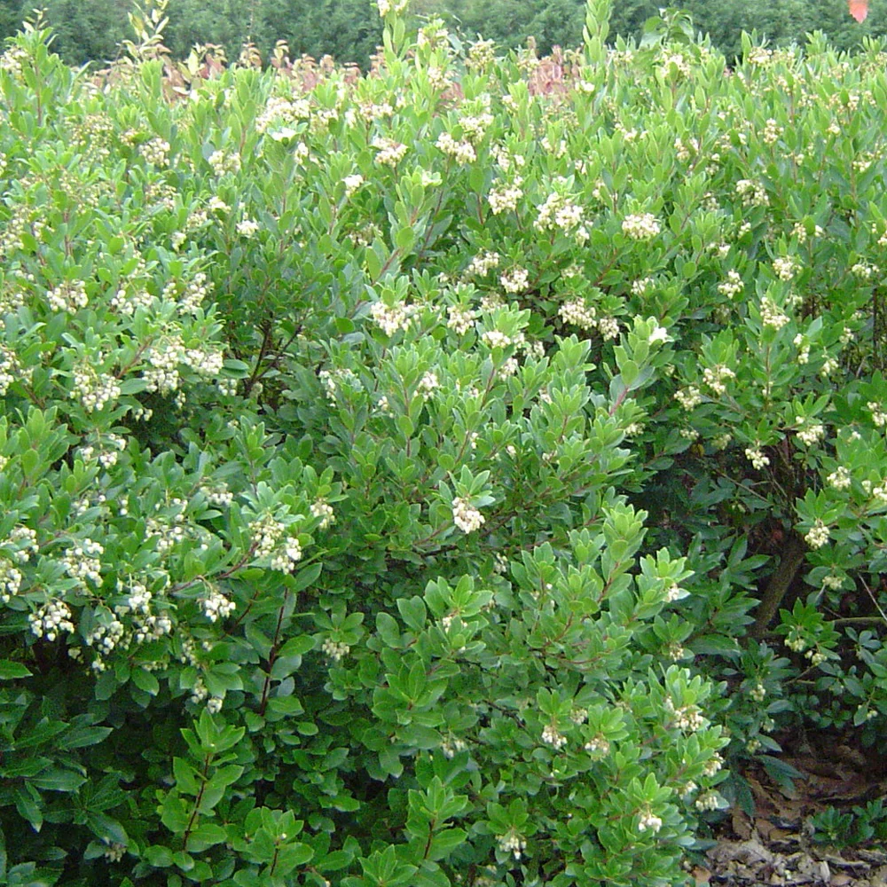 Arbousier Compacta