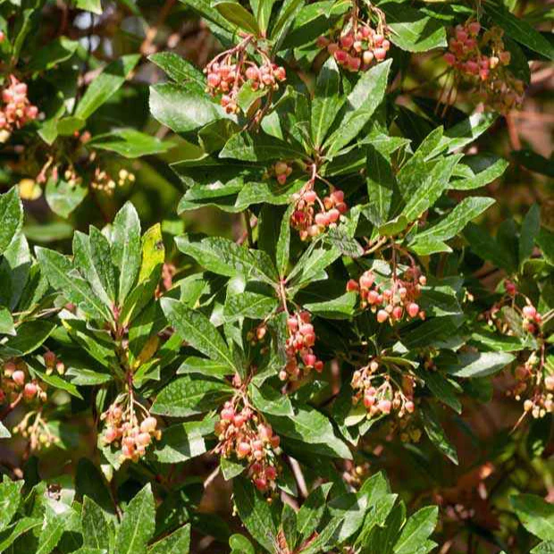 Arbousier Rubra