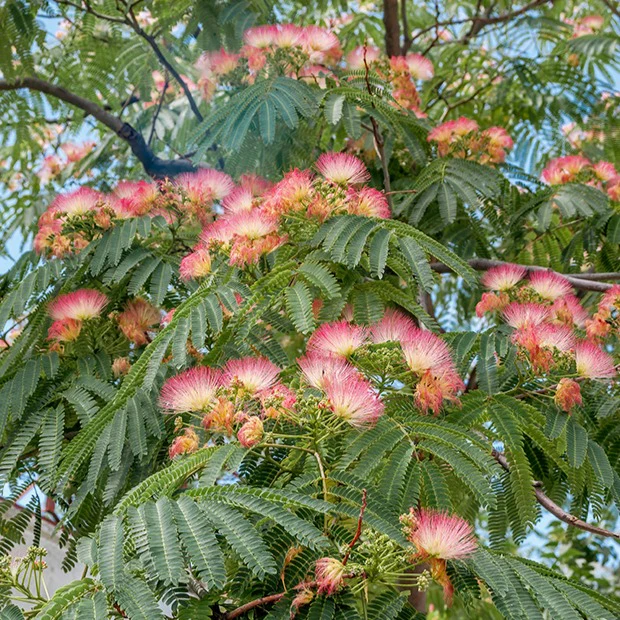 Arbre à soie rose