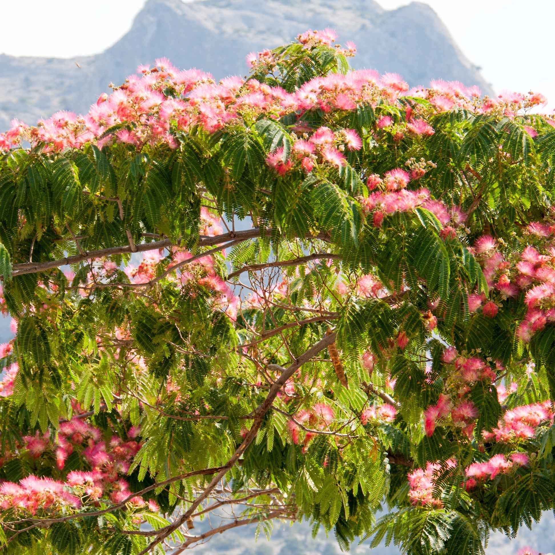 Arbre à soie rose - Image 2