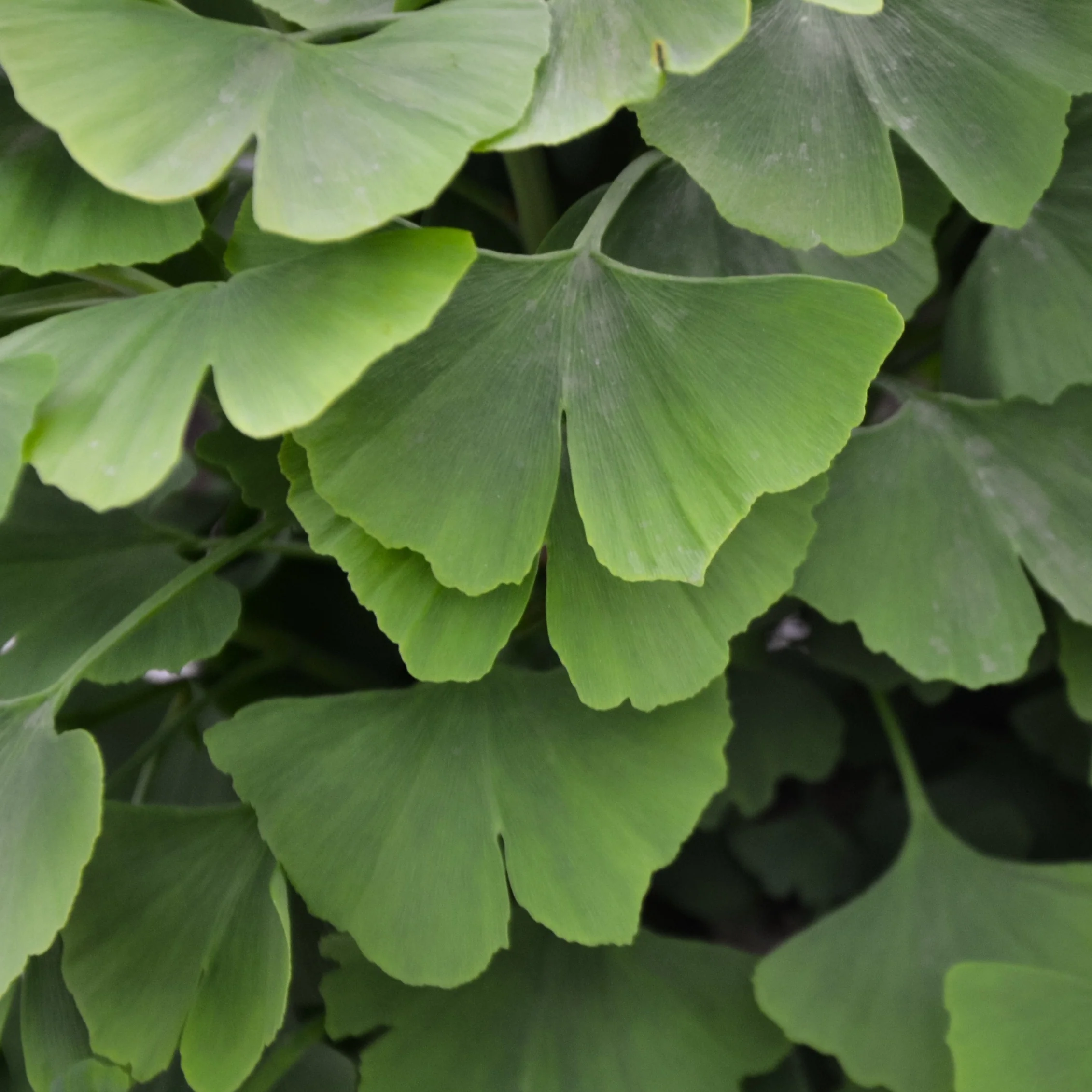 Arbre aux 40 écus - Ginkgo biloba - Image 2