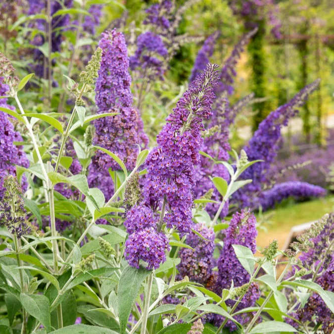 Arbre aux papillons 'Lavender Flow' sur tige