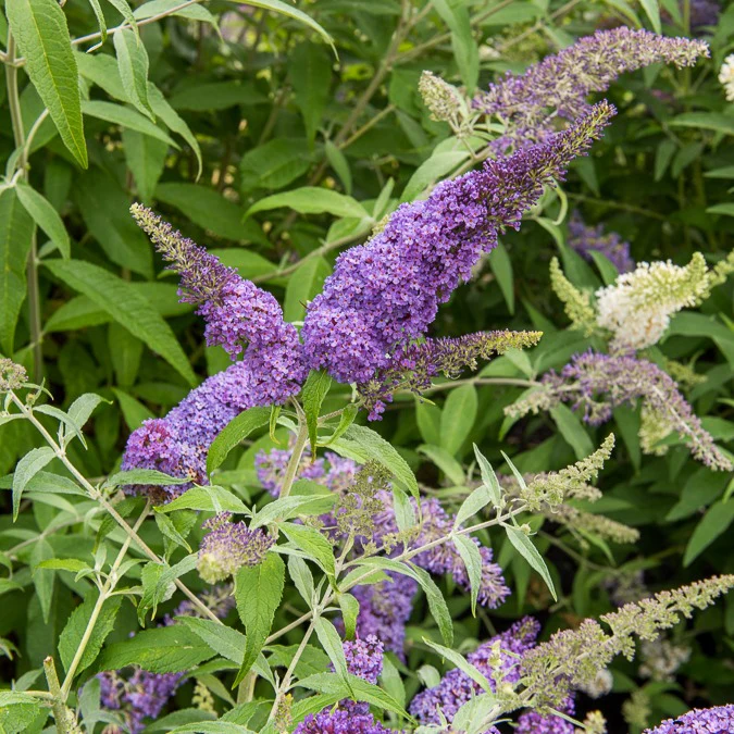 Arbre aux papillons 'Lavender Flow' sur tige - Image 3