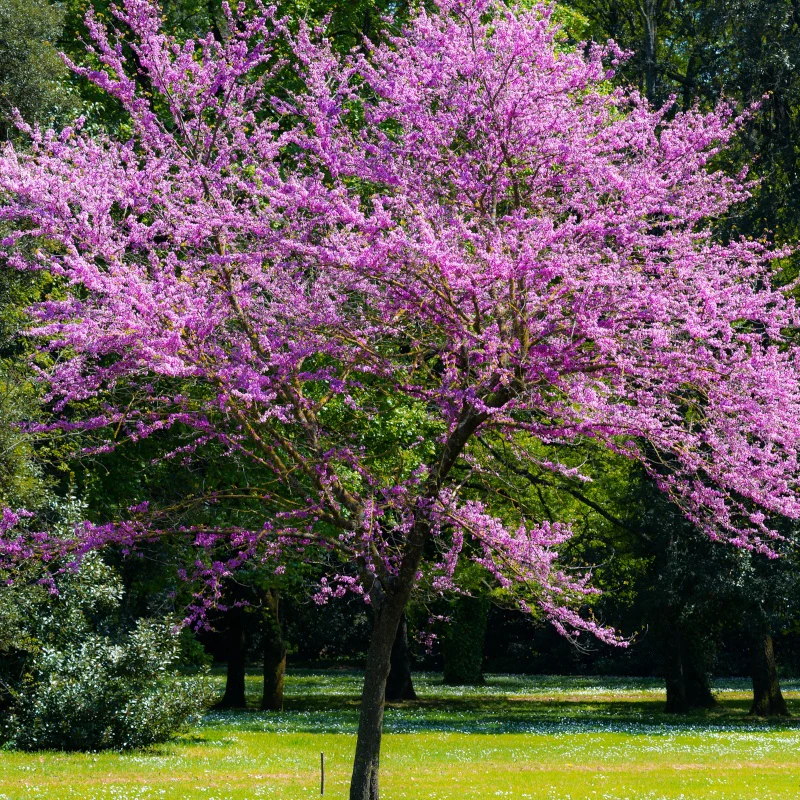 Arbre de Judée