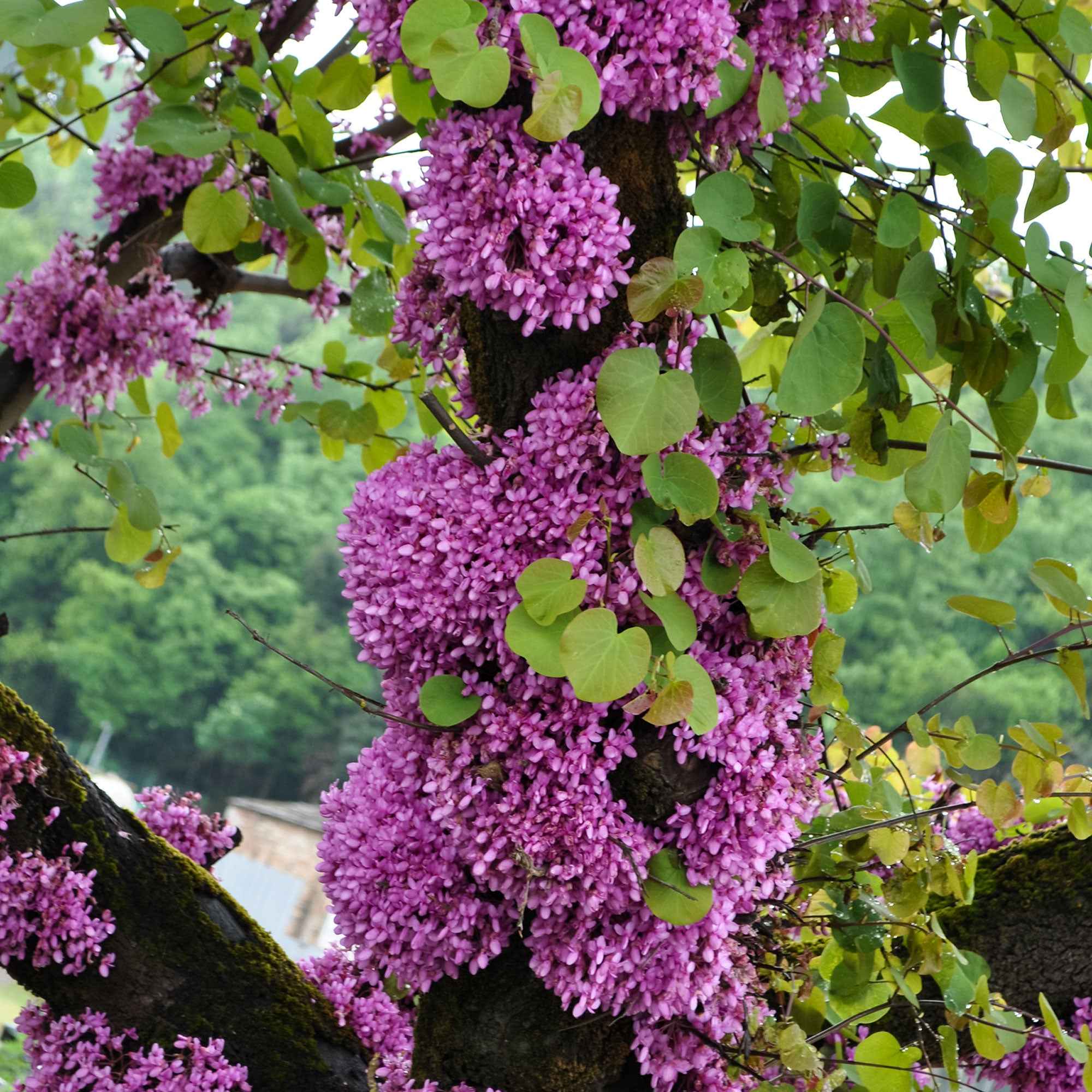 Arbre de Judée - Image 2