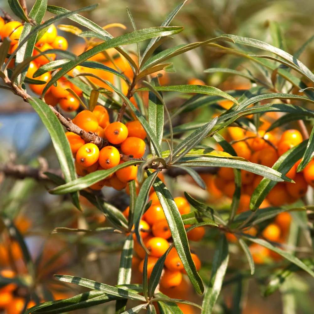 Argousier autofertile Friesdorfer Orange