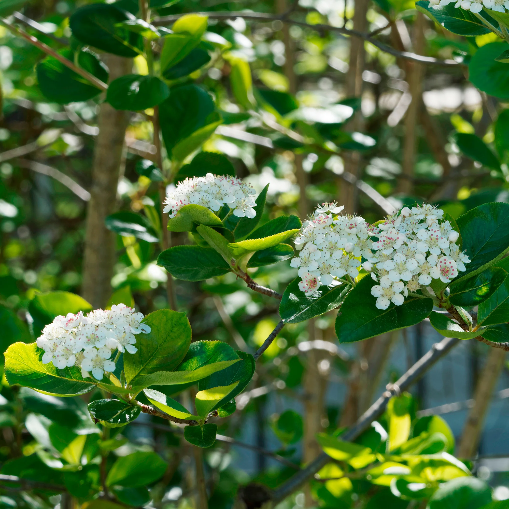 Aronia viking