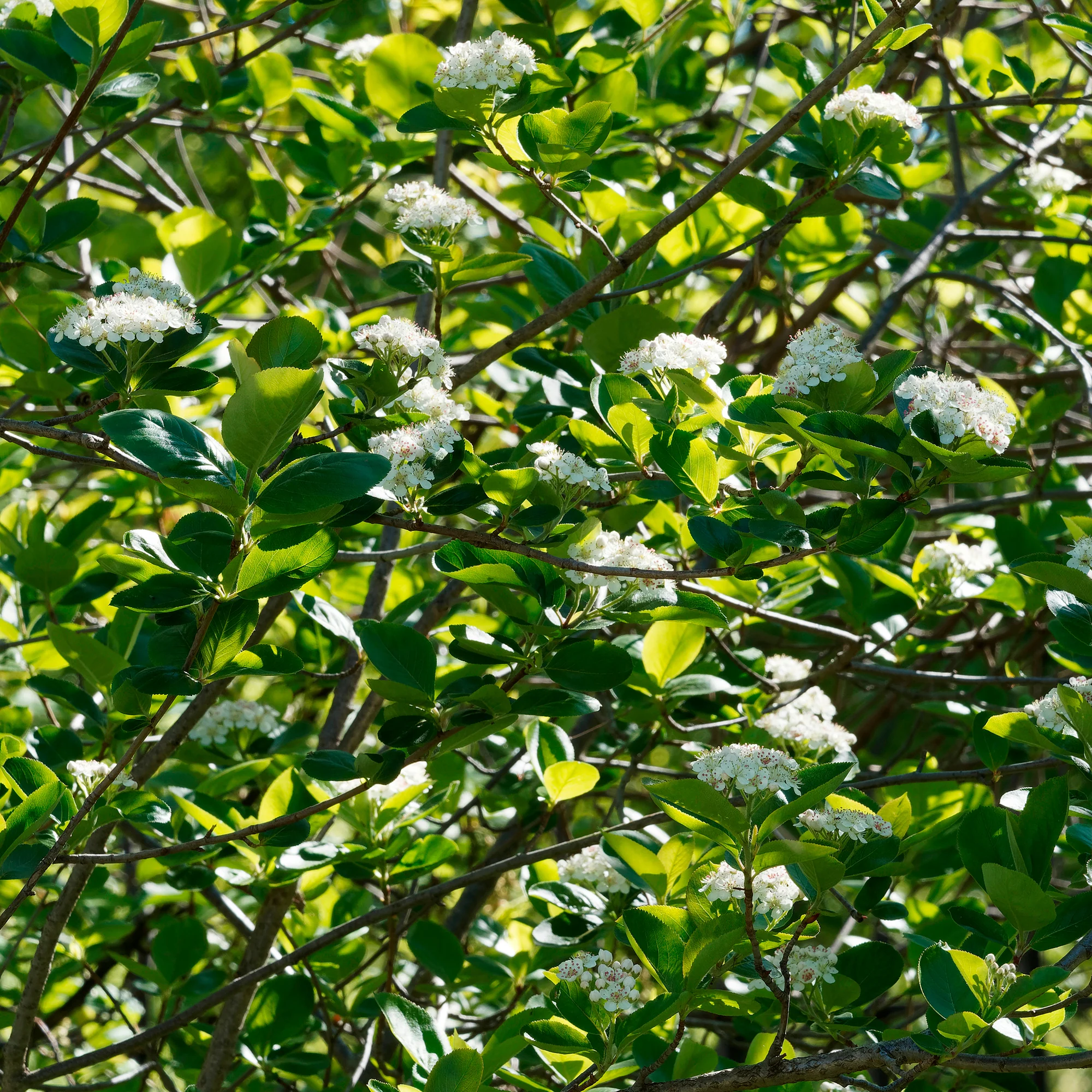 Aronia viking - Image 2