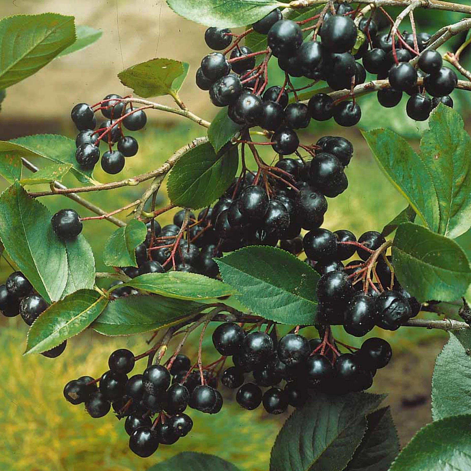 Aronia viking - Image 3