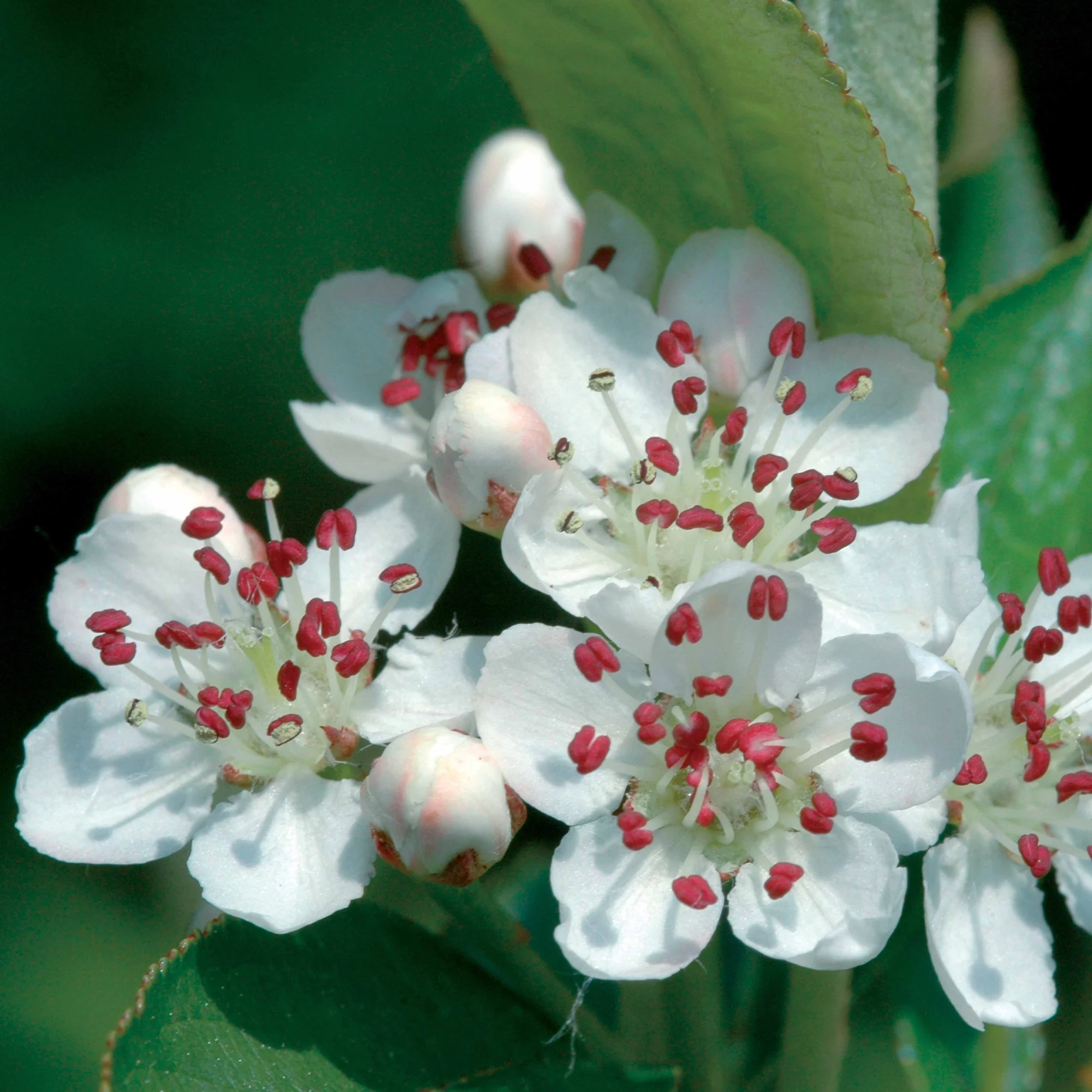 Aronia viking - Image 5