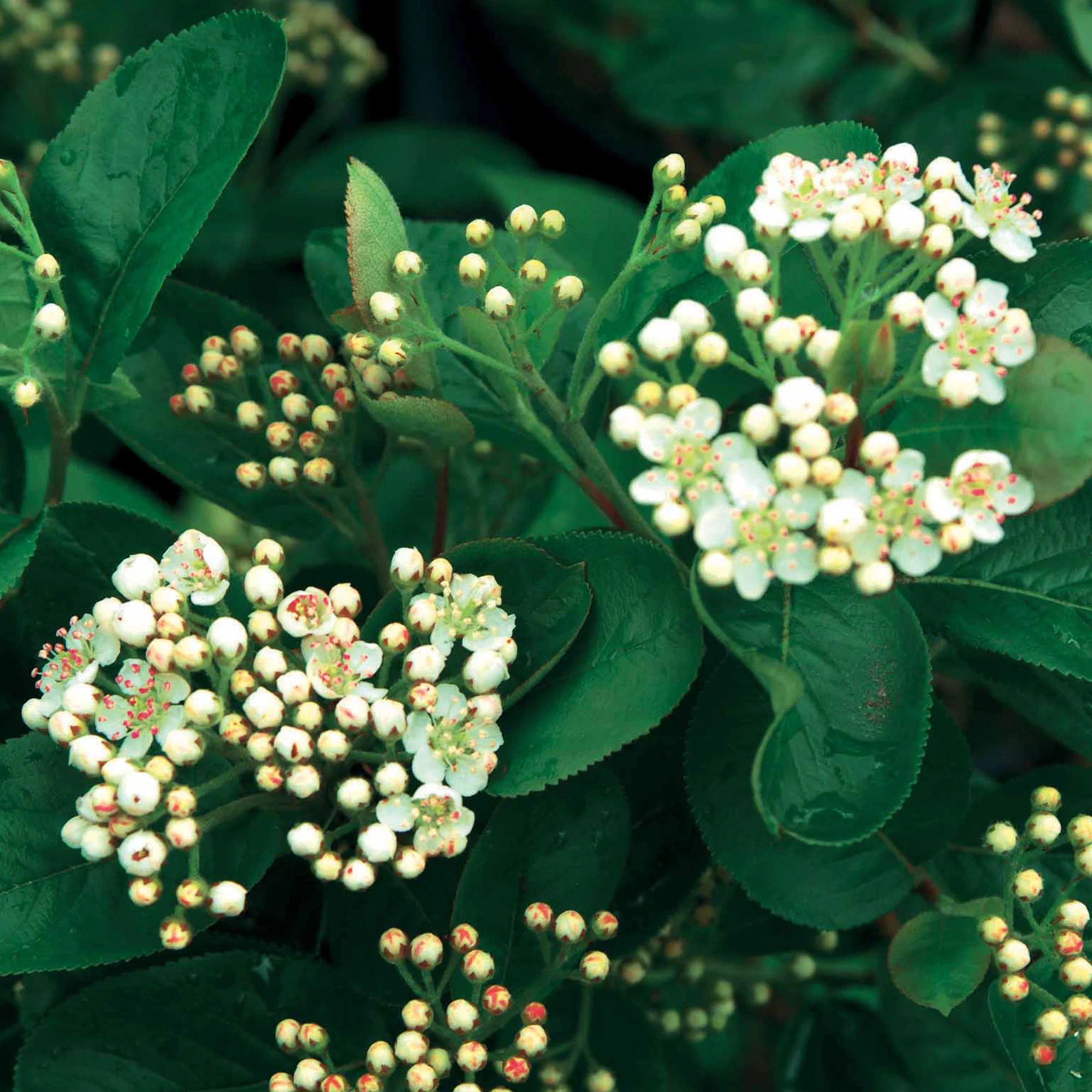 Aronia viking - Image 6