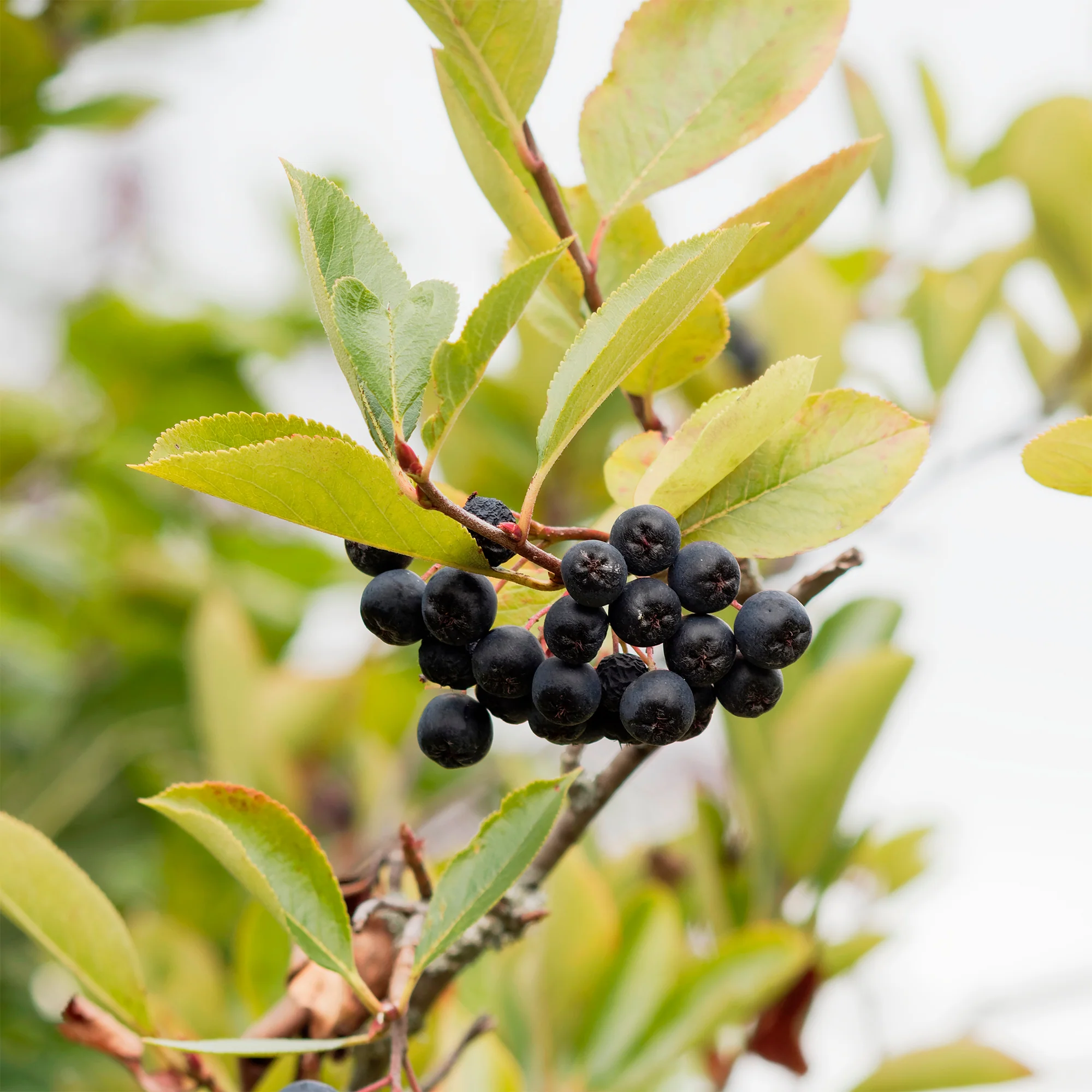 Aronia viking - Image 7