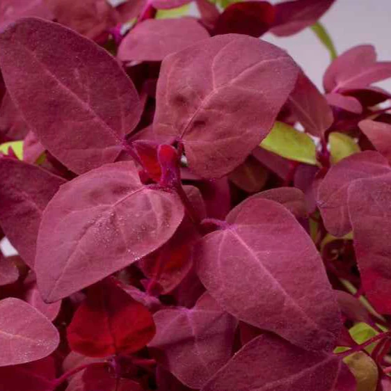Arroche rouge Red Flash