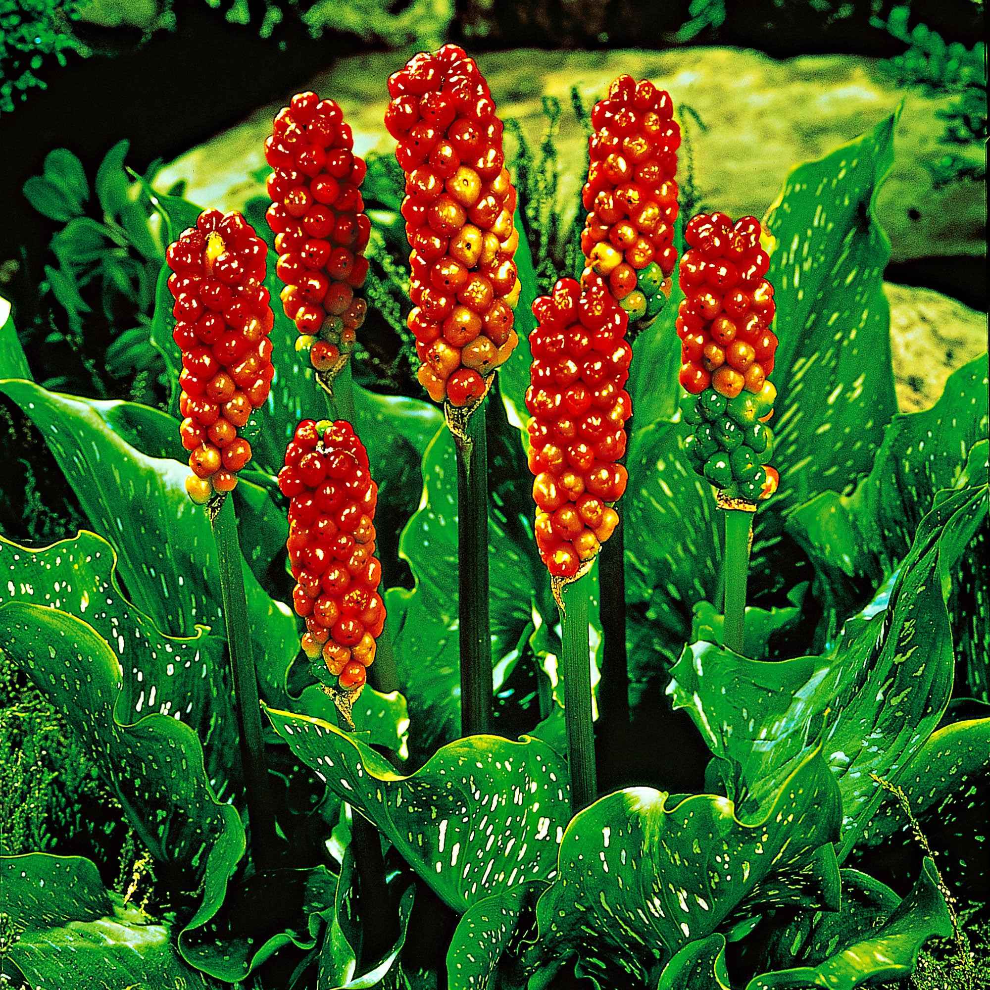 3 Gouets commun - Image 2