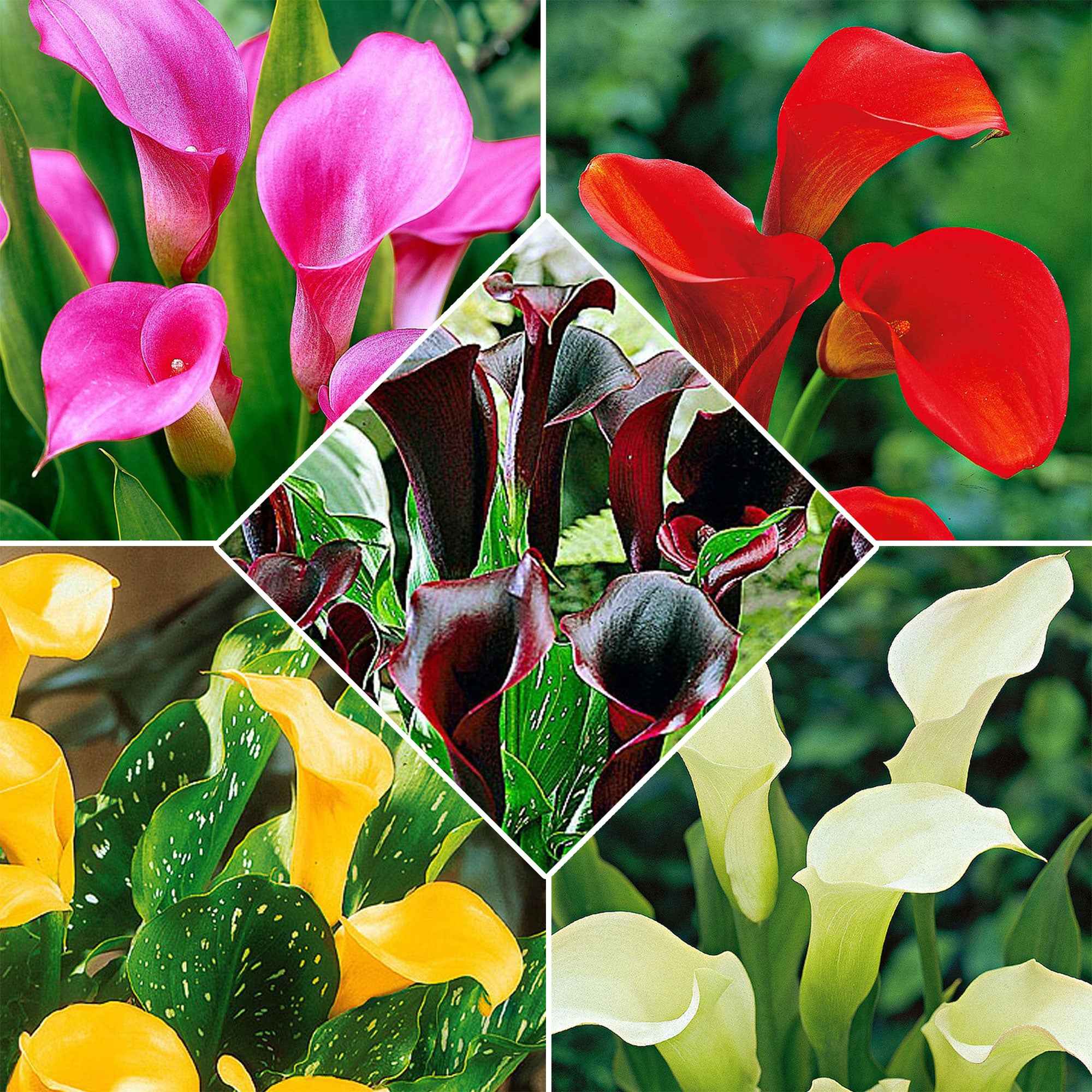 5 Arums en mélange