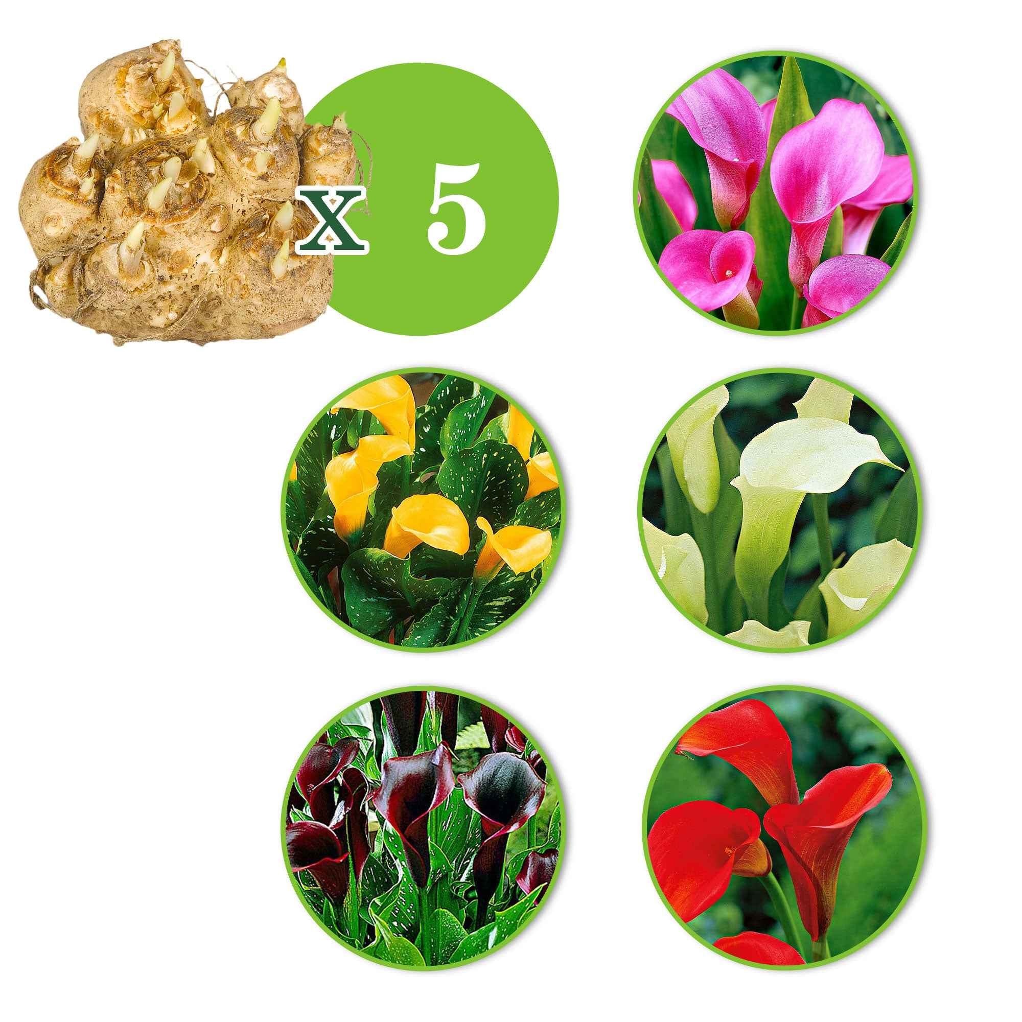 5 Arums en mélange - Image 2
