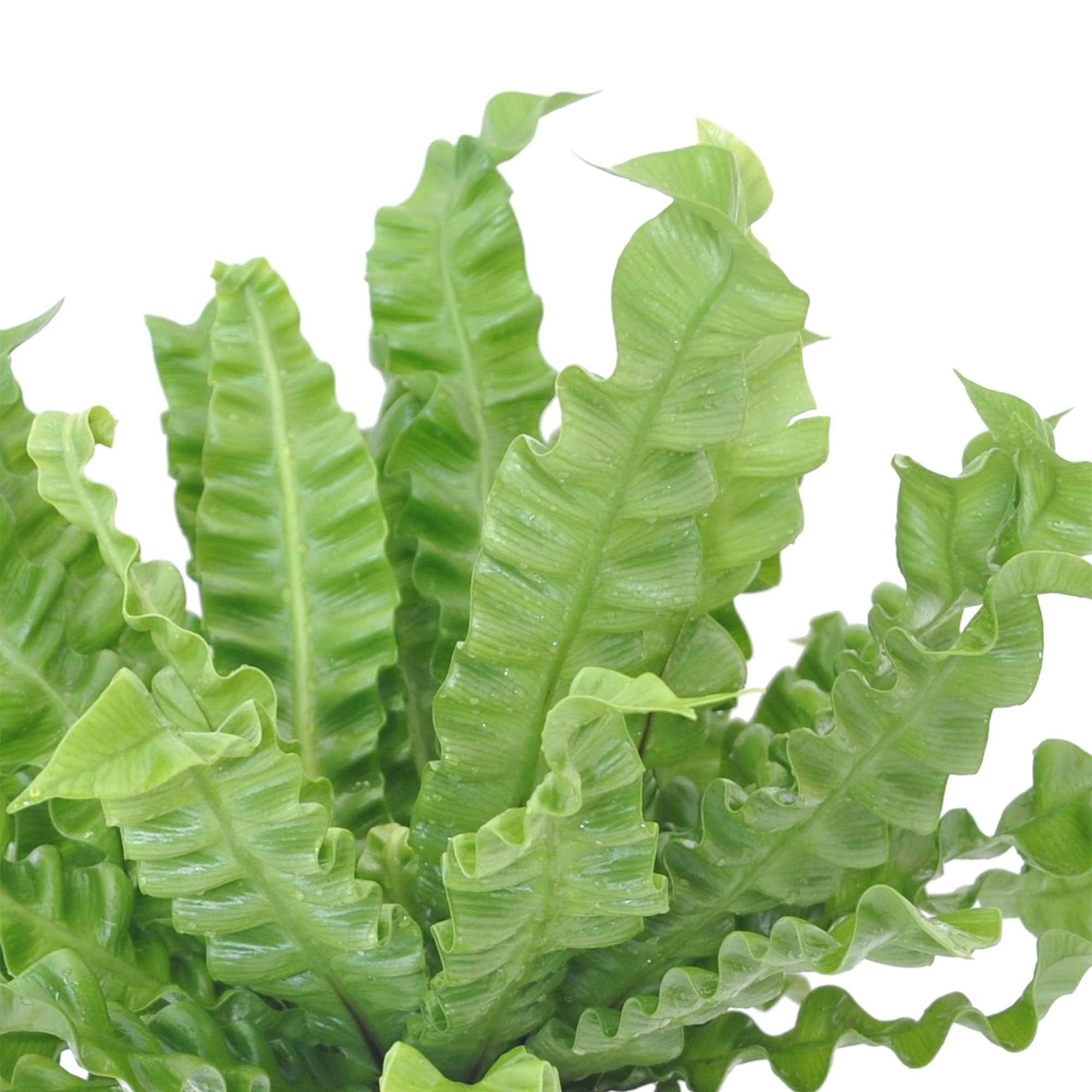 Asplénie nid-d'oiseau Asplenium 'Crispy Wave' - Image 4
