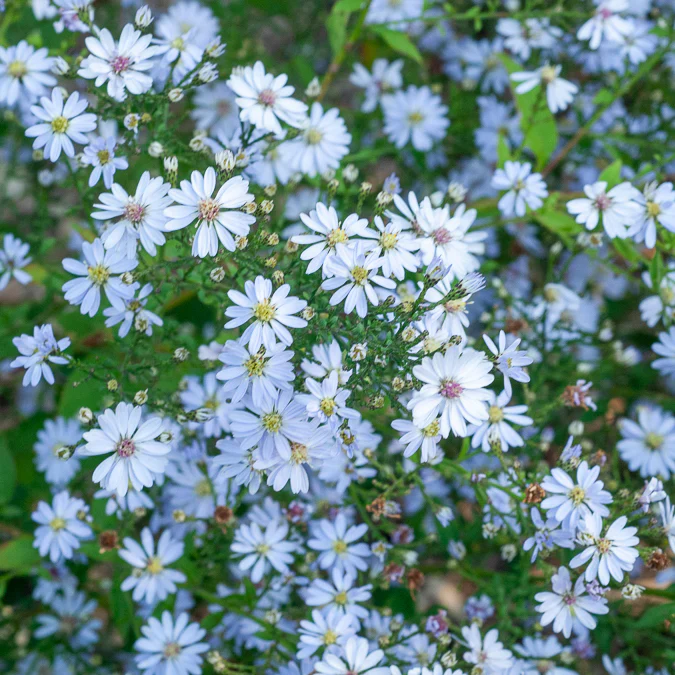 Astère à feuilles en cœur Ideal