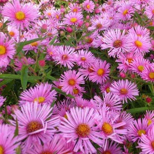 Aster de Nouvelle-Angleterre Rudelsburg