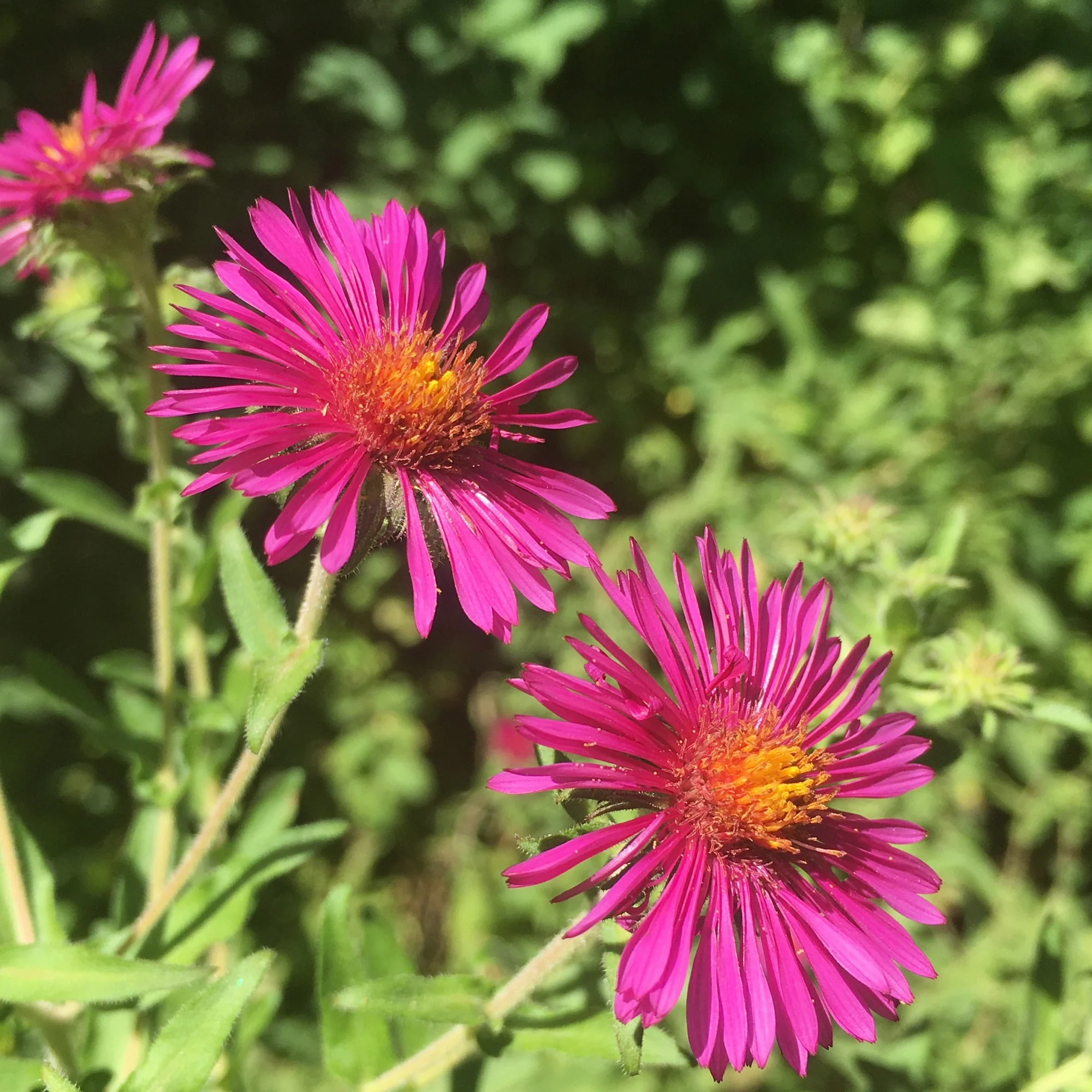 Aster de Nouvelle-Angleterre Septemberrubin - Image 2