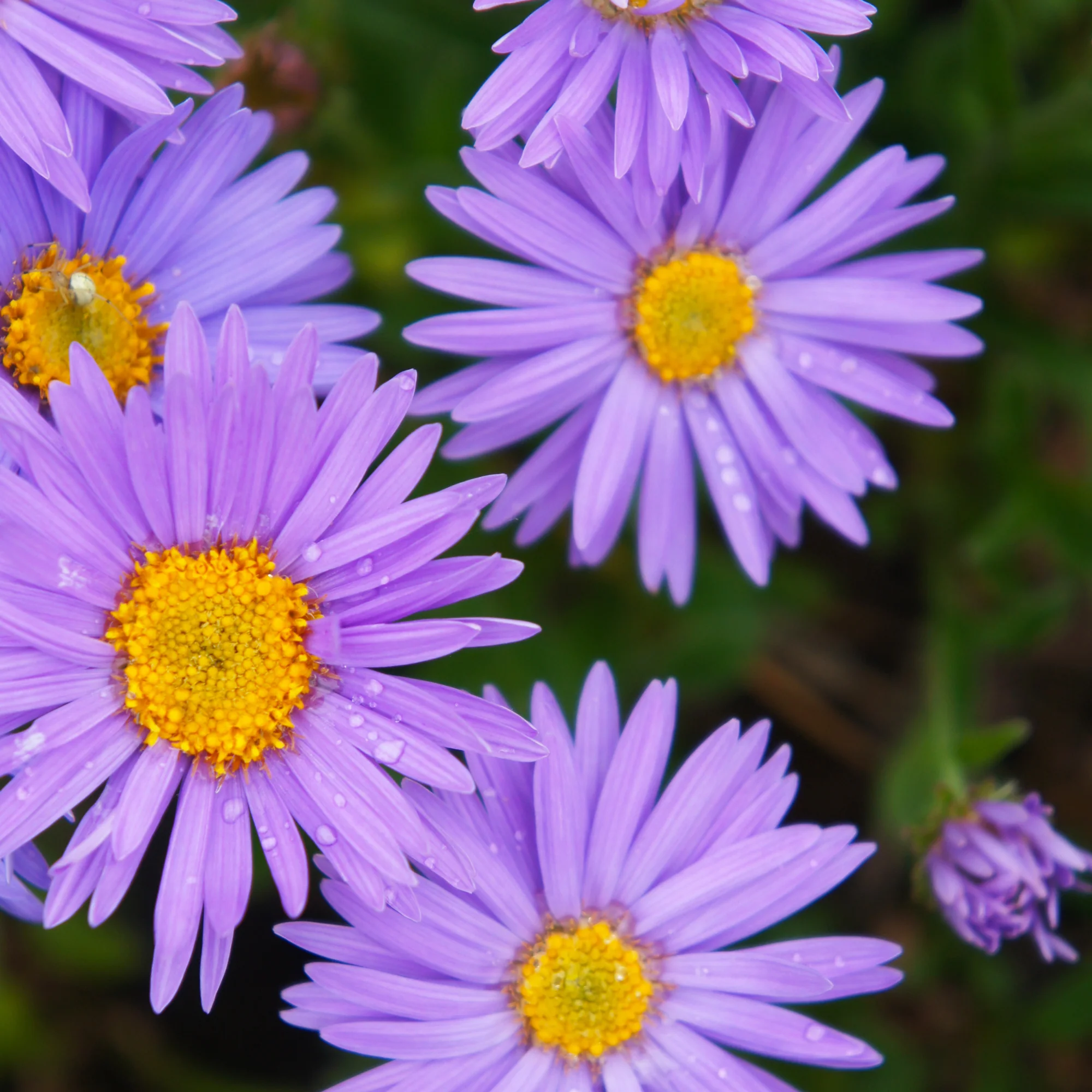 Aster  des Alpes Dunkle Schöne