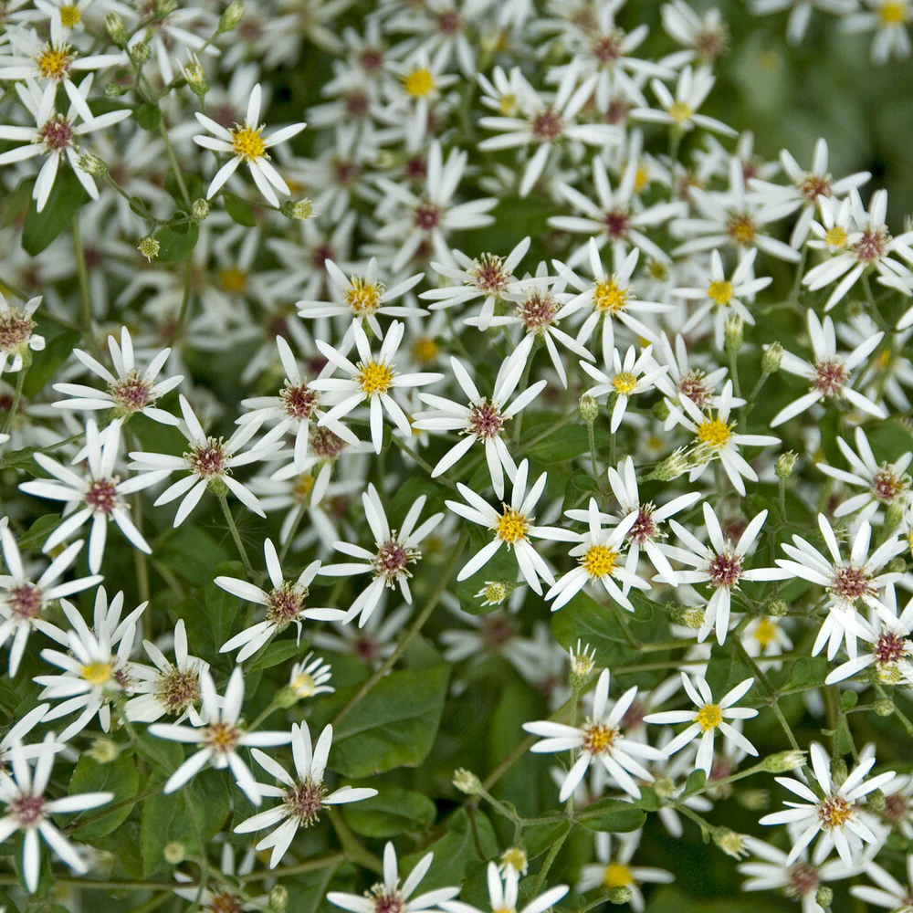Astère divariqué - Image 3