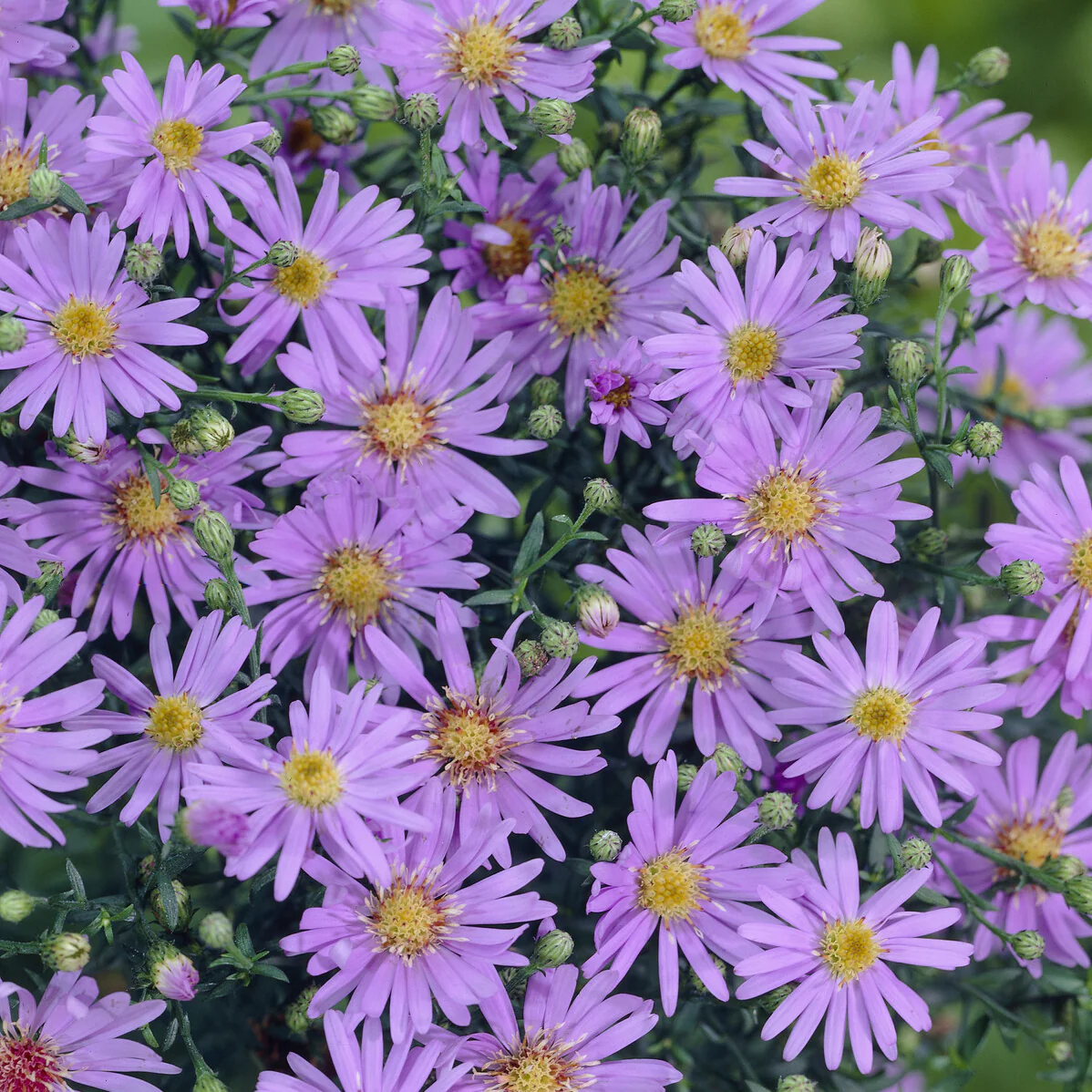 Aster ericoïdes Blue Star