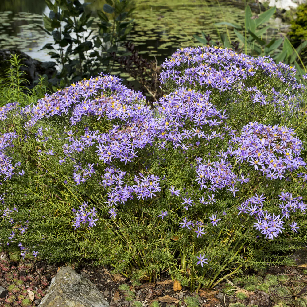 Aster nain à feuilles de sedum - Image 2