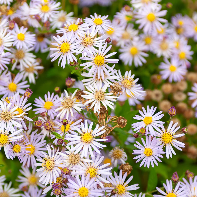 Astère nain d'Automne Asran - Image 2